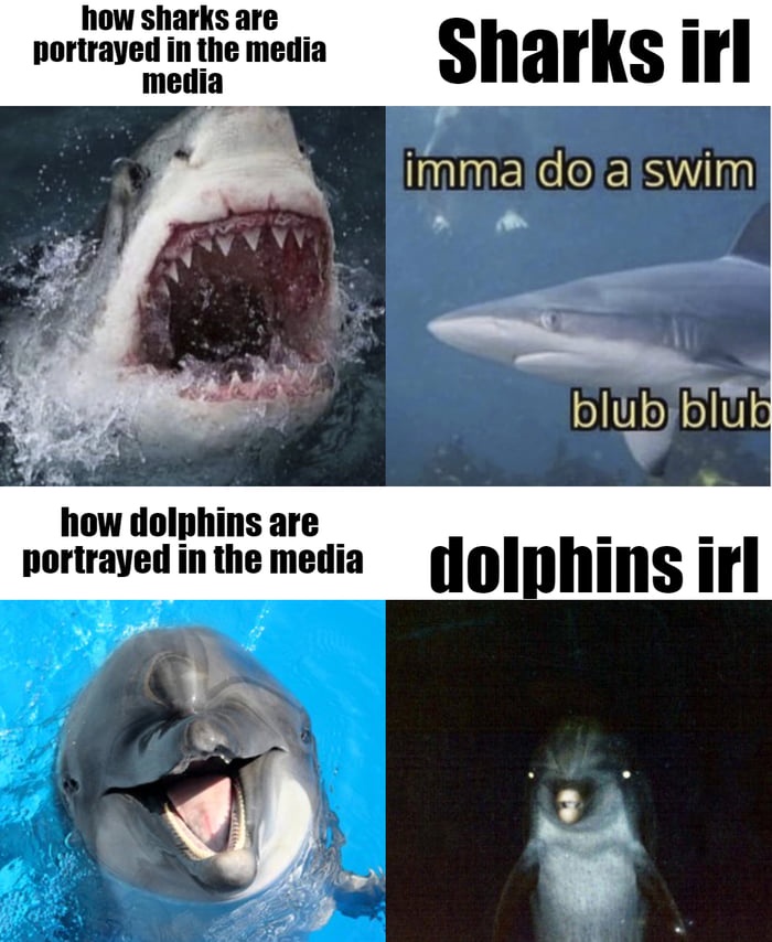 The Wild Wonders of Sea Life