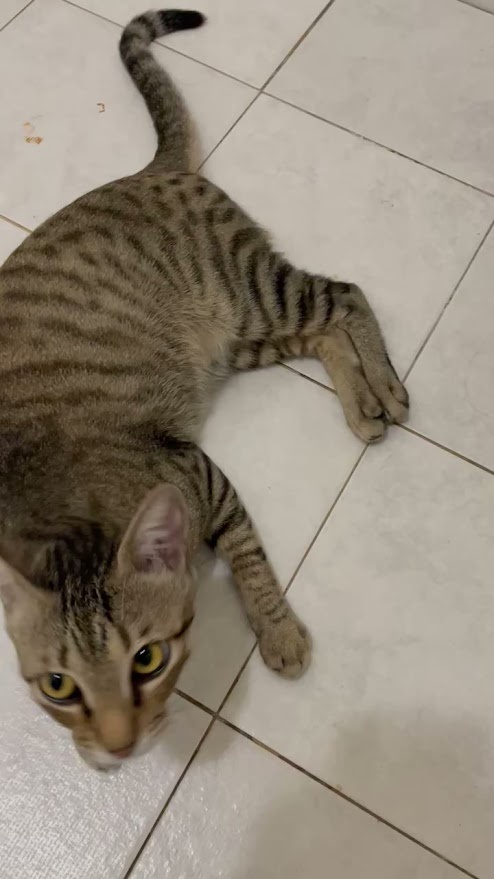 When your cat decides the toilet is its new throne