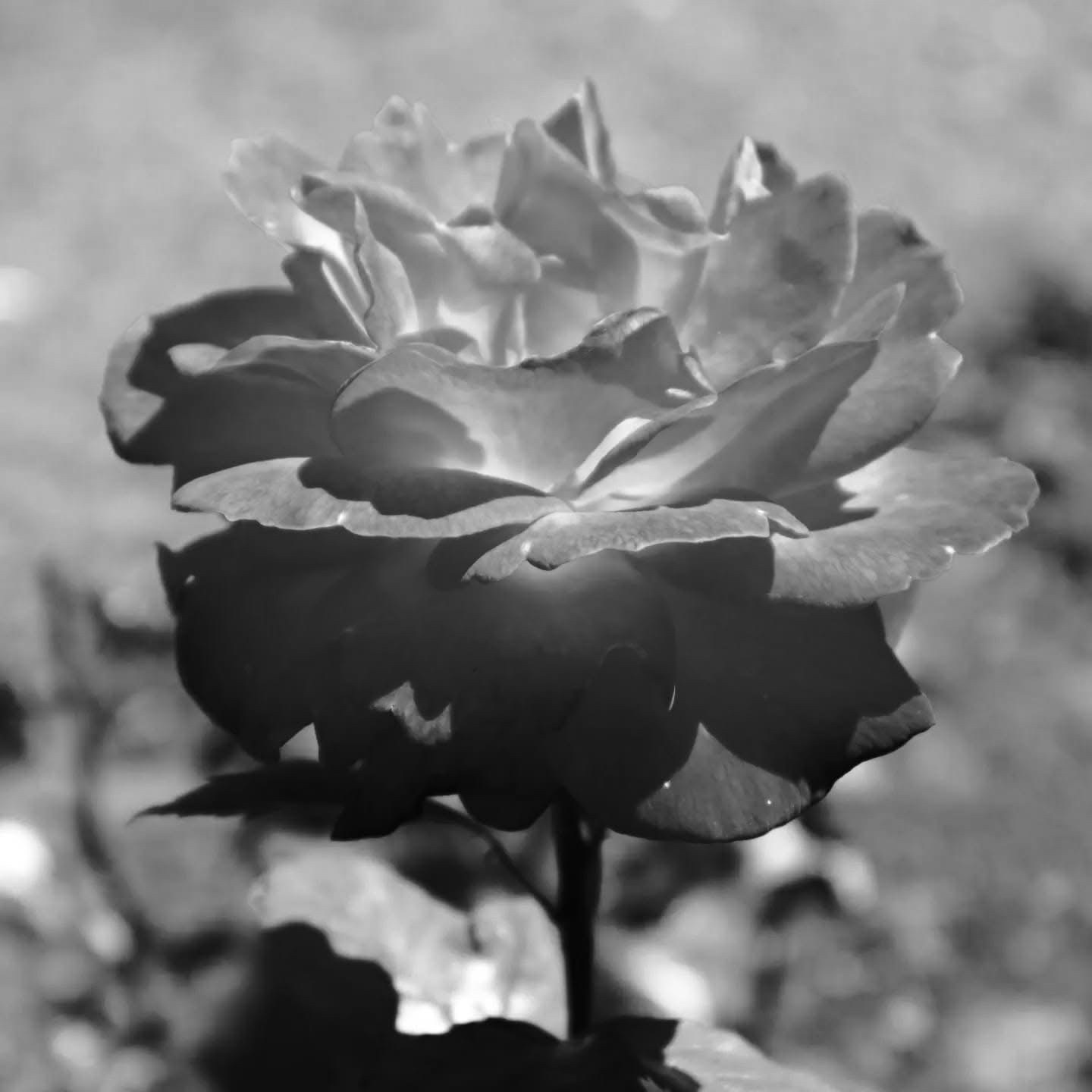 Timeless Elegance in Black and White