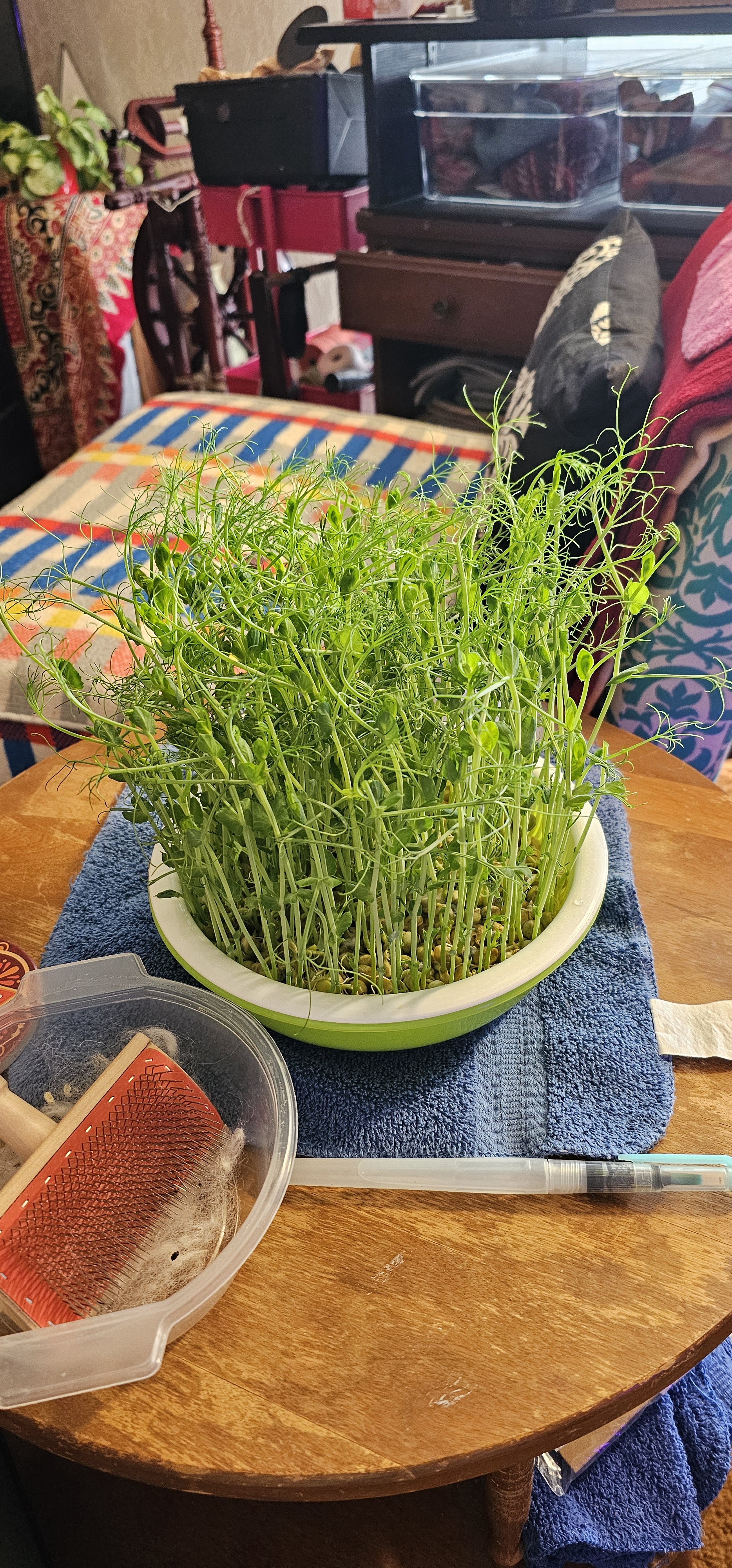 Pea Shoots Almost Ready for the Harvest!