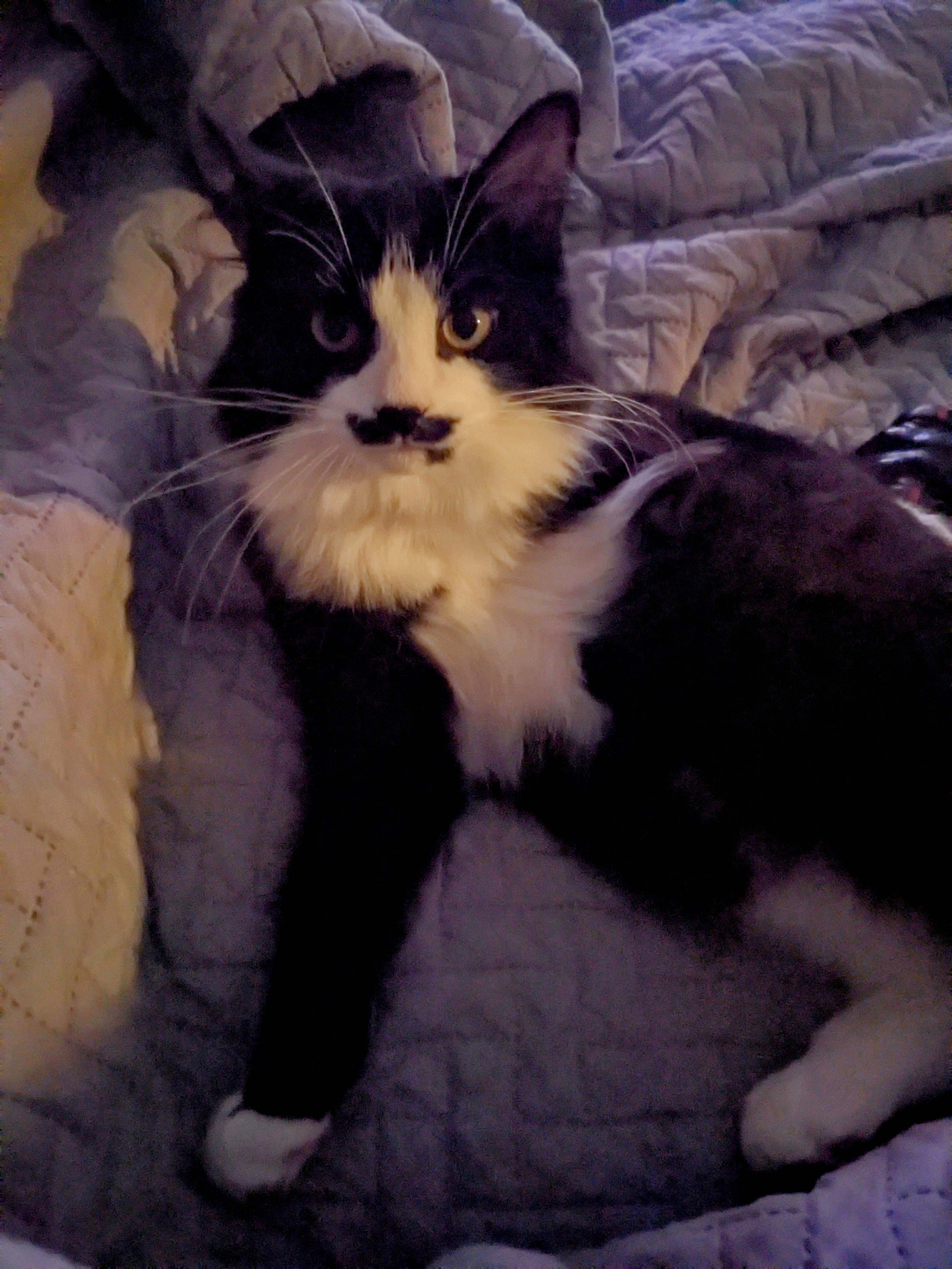 Behold the Majestic Stasha in All Her Glory