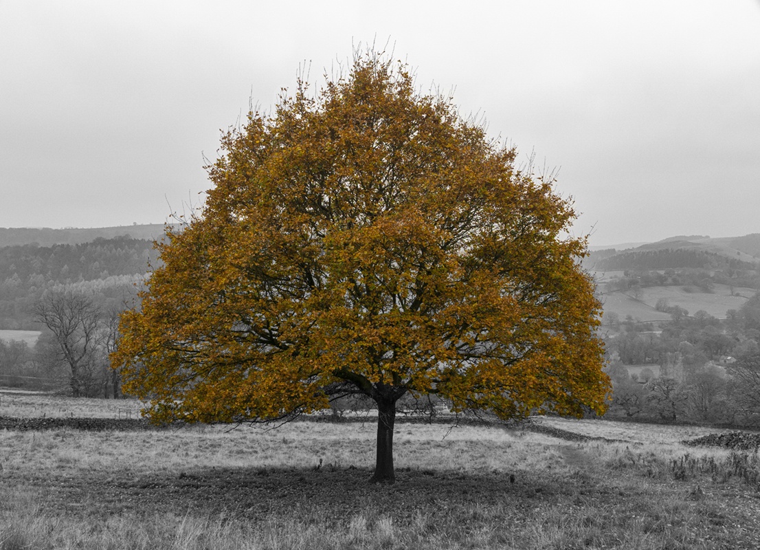 Majestic Oak Tree