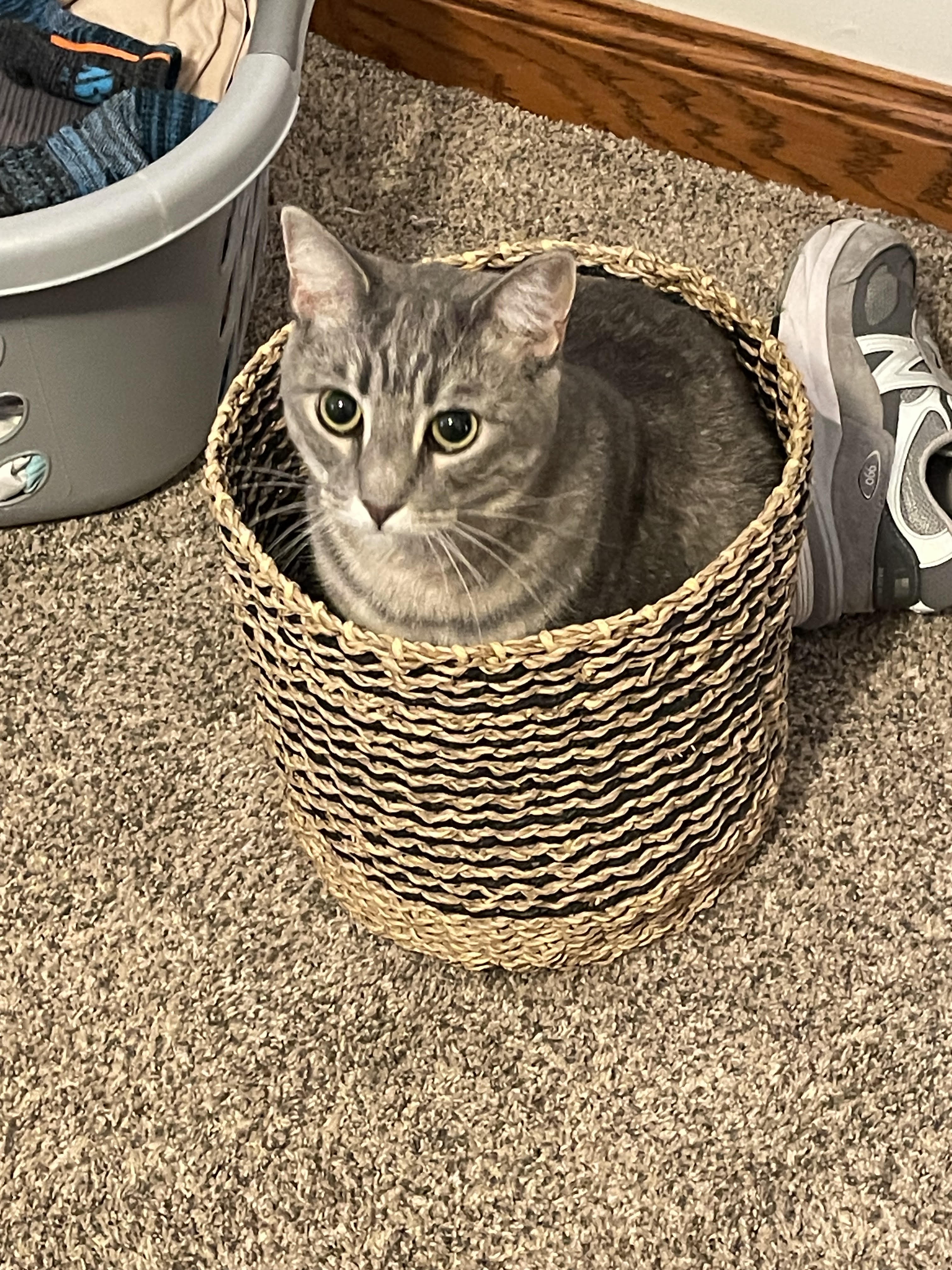 Caturday Cuteness: Meet My Basket Case!