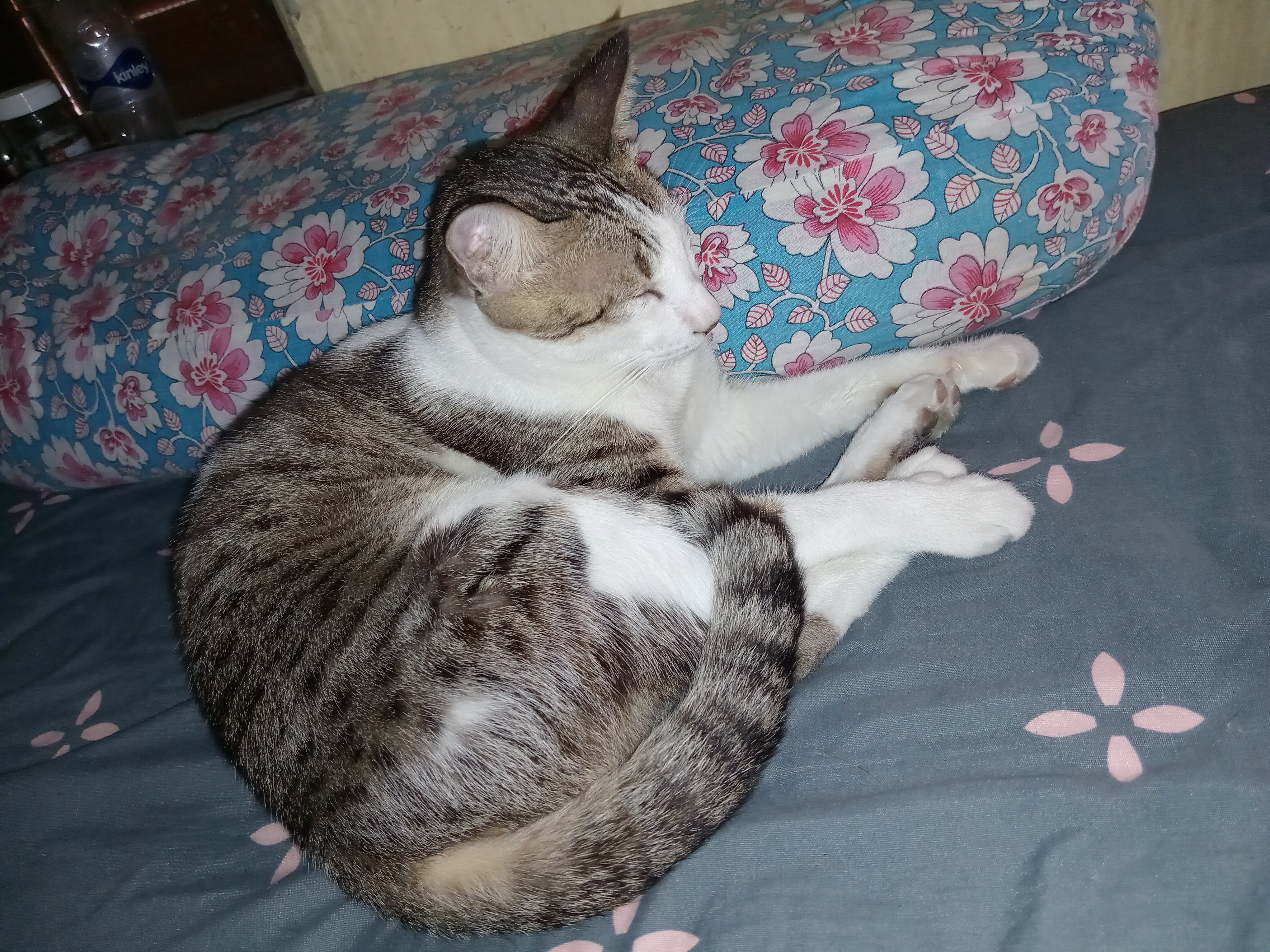 Daisy's Cozy Nap Time
