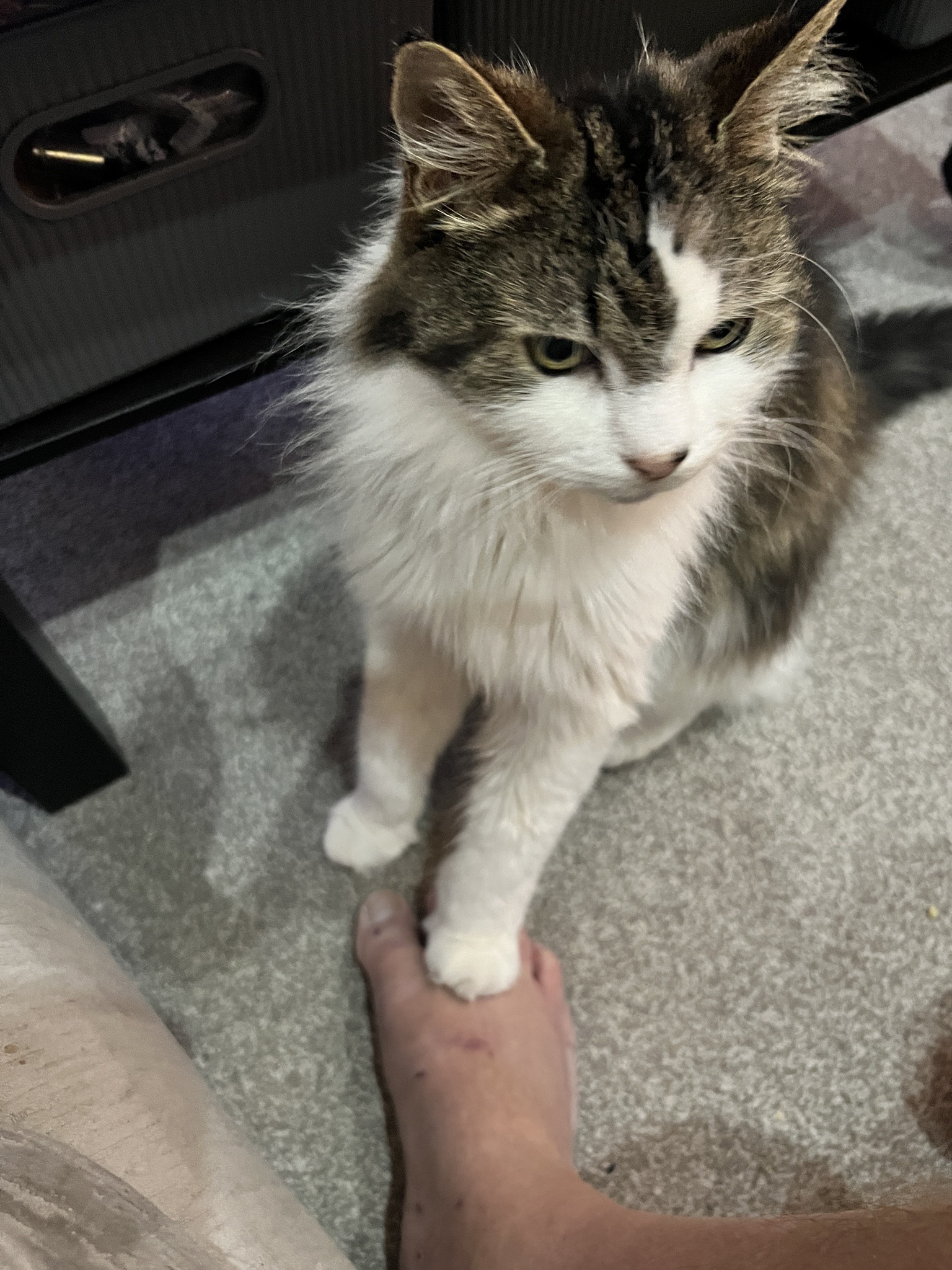 My Cat's Struggle with Separation Anxiety