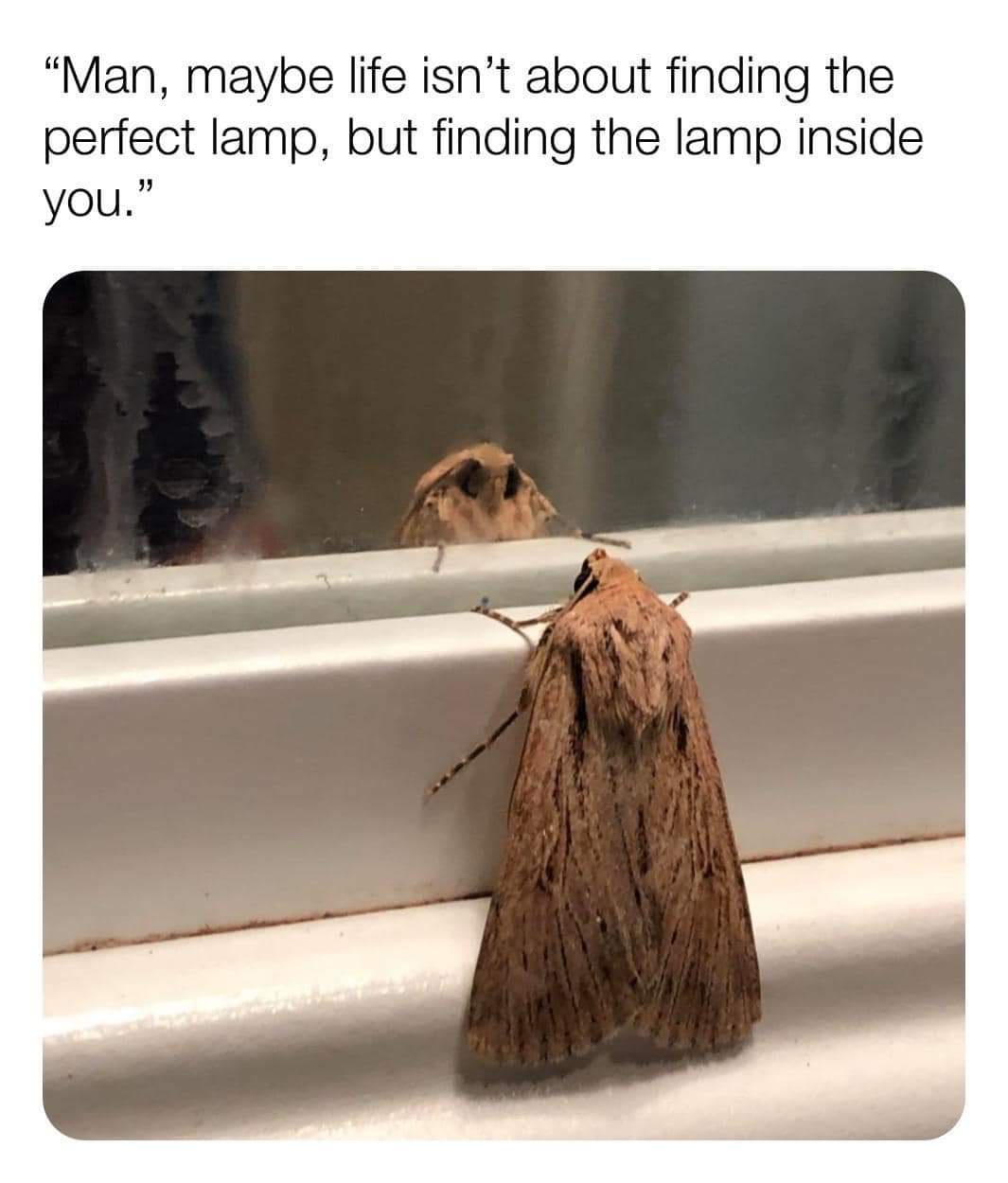 Not Every Lamp Needs a Shade to Shine