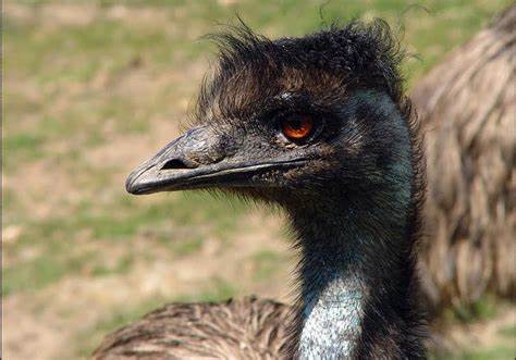 Exploring SCP-1261: The Memetic Emu Phenomenon