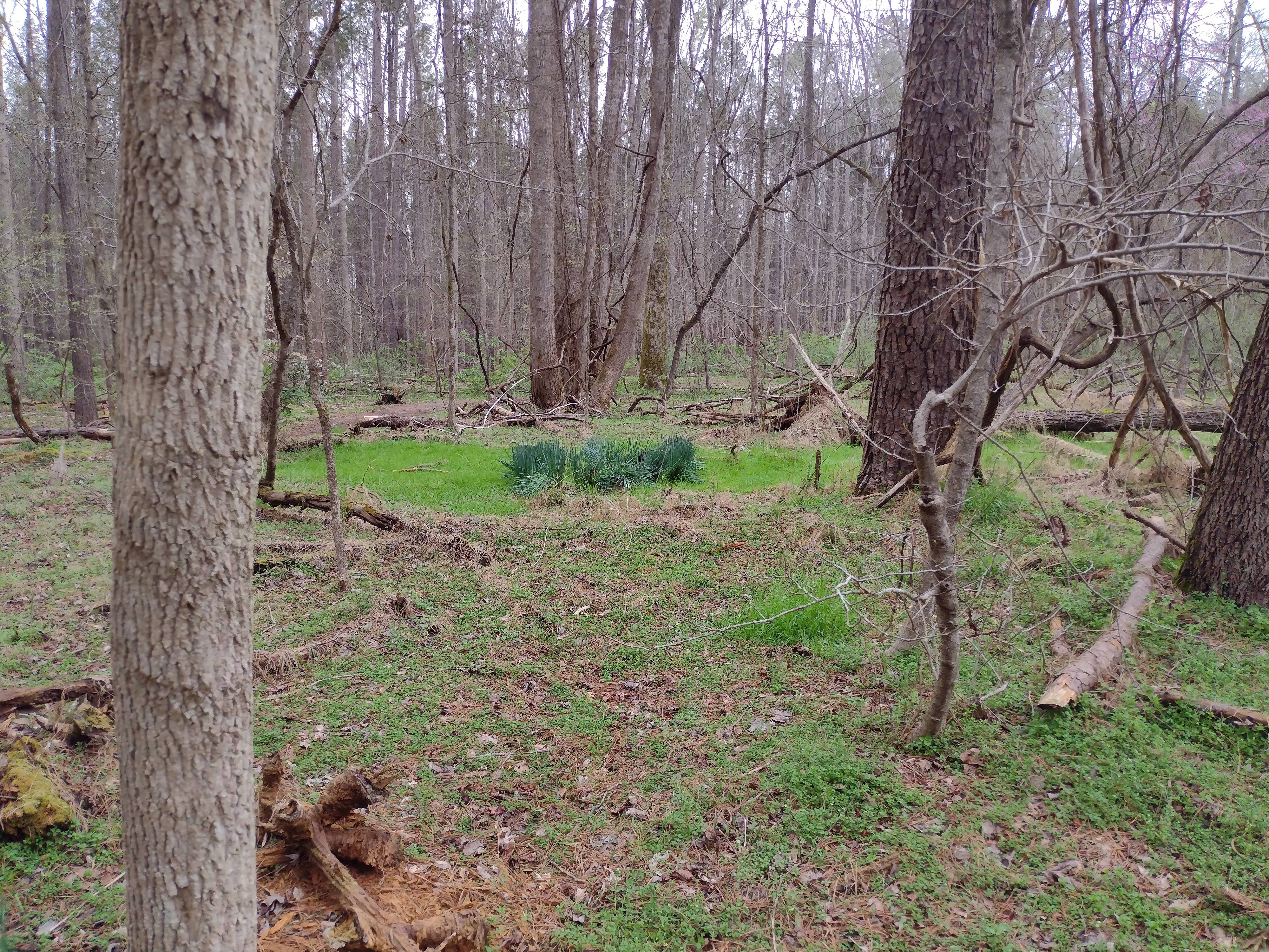 Is This a Fairy Ring? Let's Find Out!