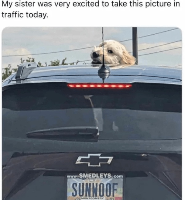 Introducing Sunwoof: The New Sensation