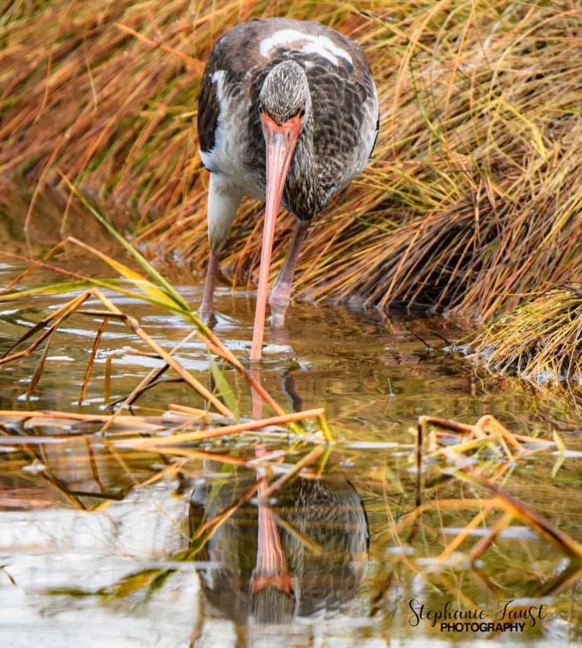 A Moment of Reflection: Pause and Contemplate