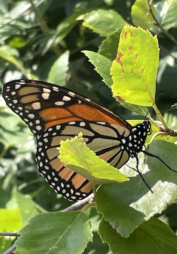 The Majestic Monarch Butterfly: Nature's Wonder