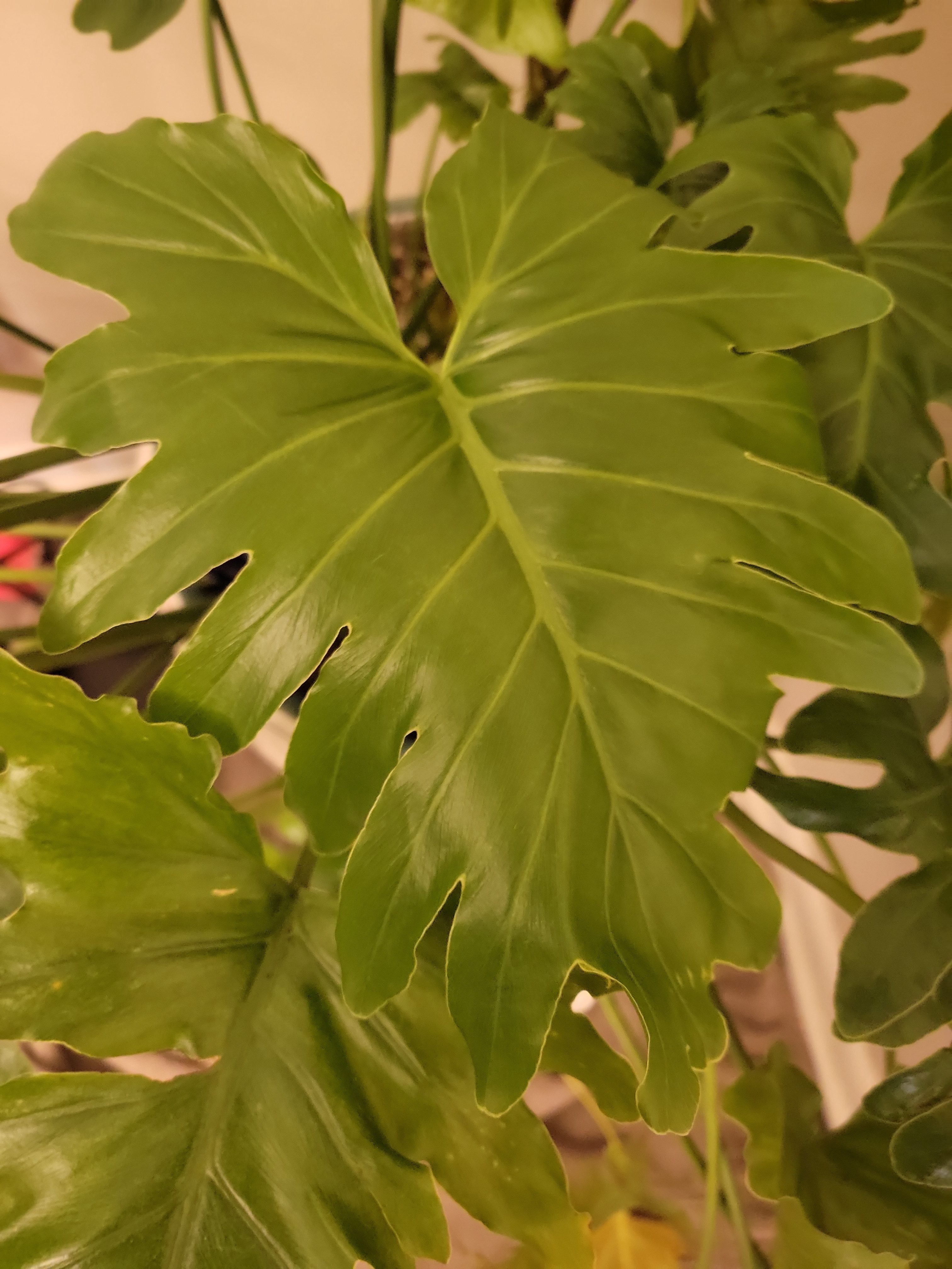 Exciting News: My Sri Lankan Split Leaf Philodendron Just Unveiled Its Biggest Leaf Yet!