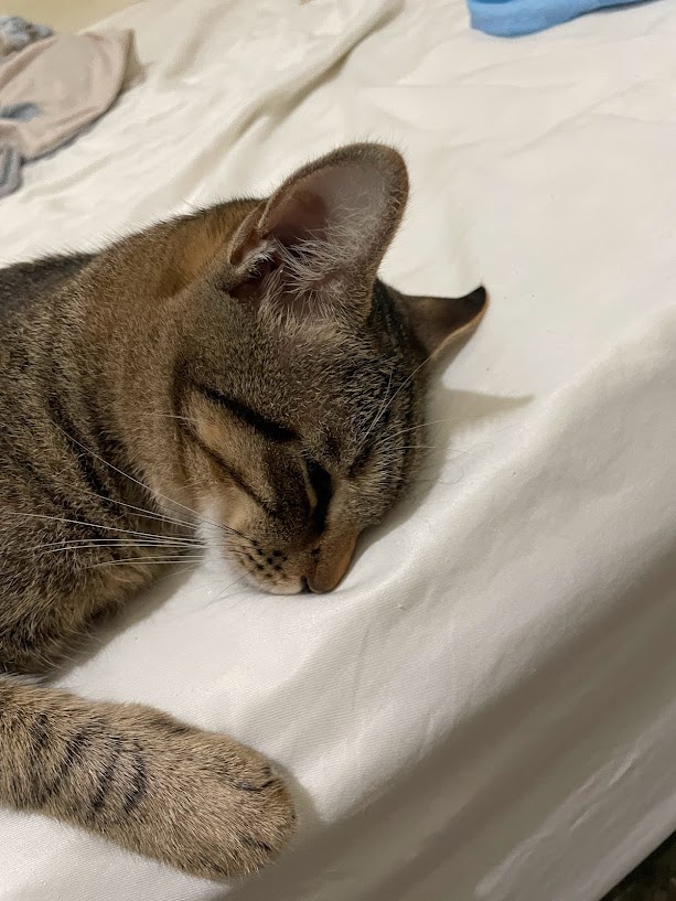 Yet Another Adorable Cat