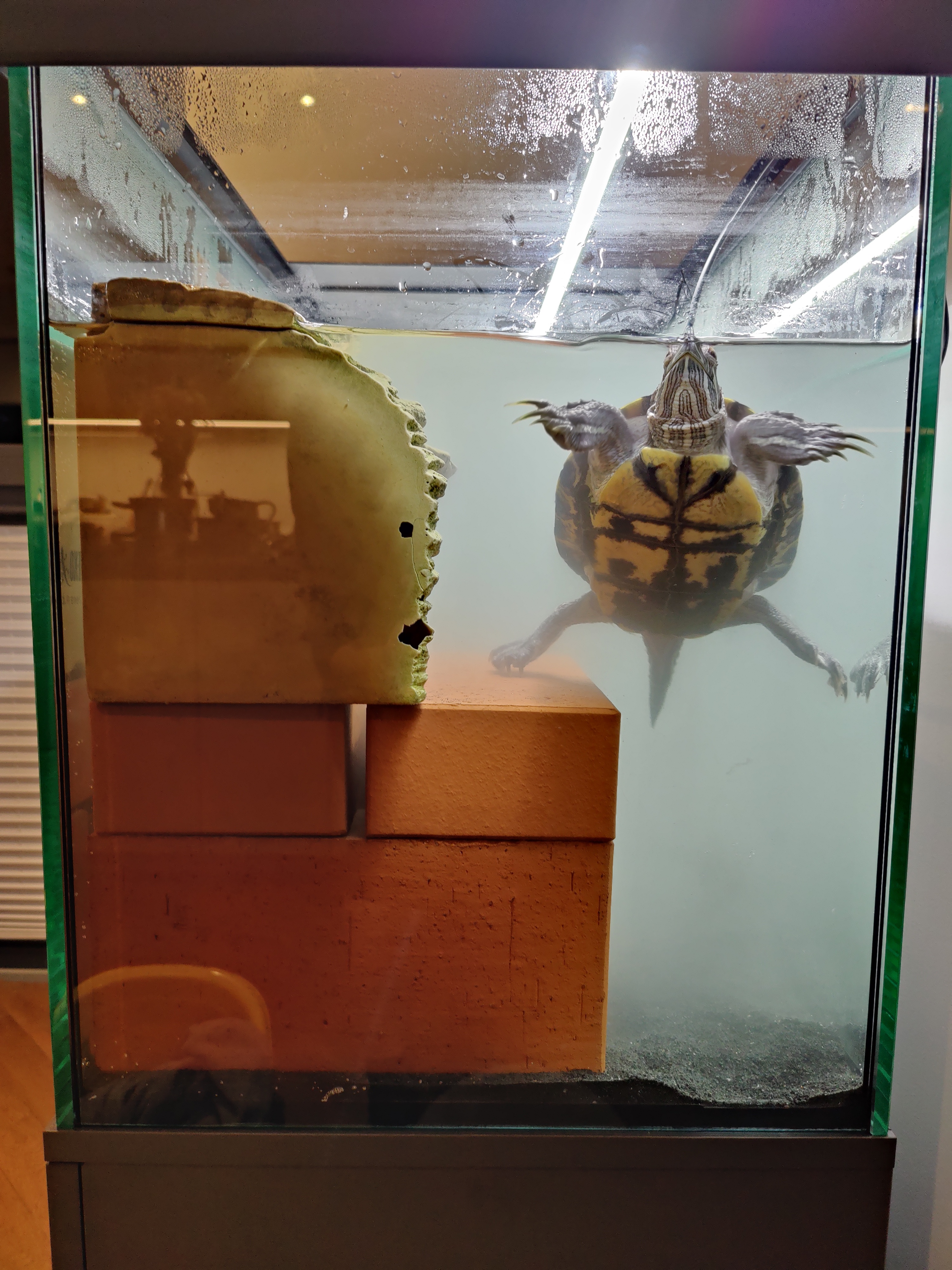 Kilbu the Turtle Finds a New Home
