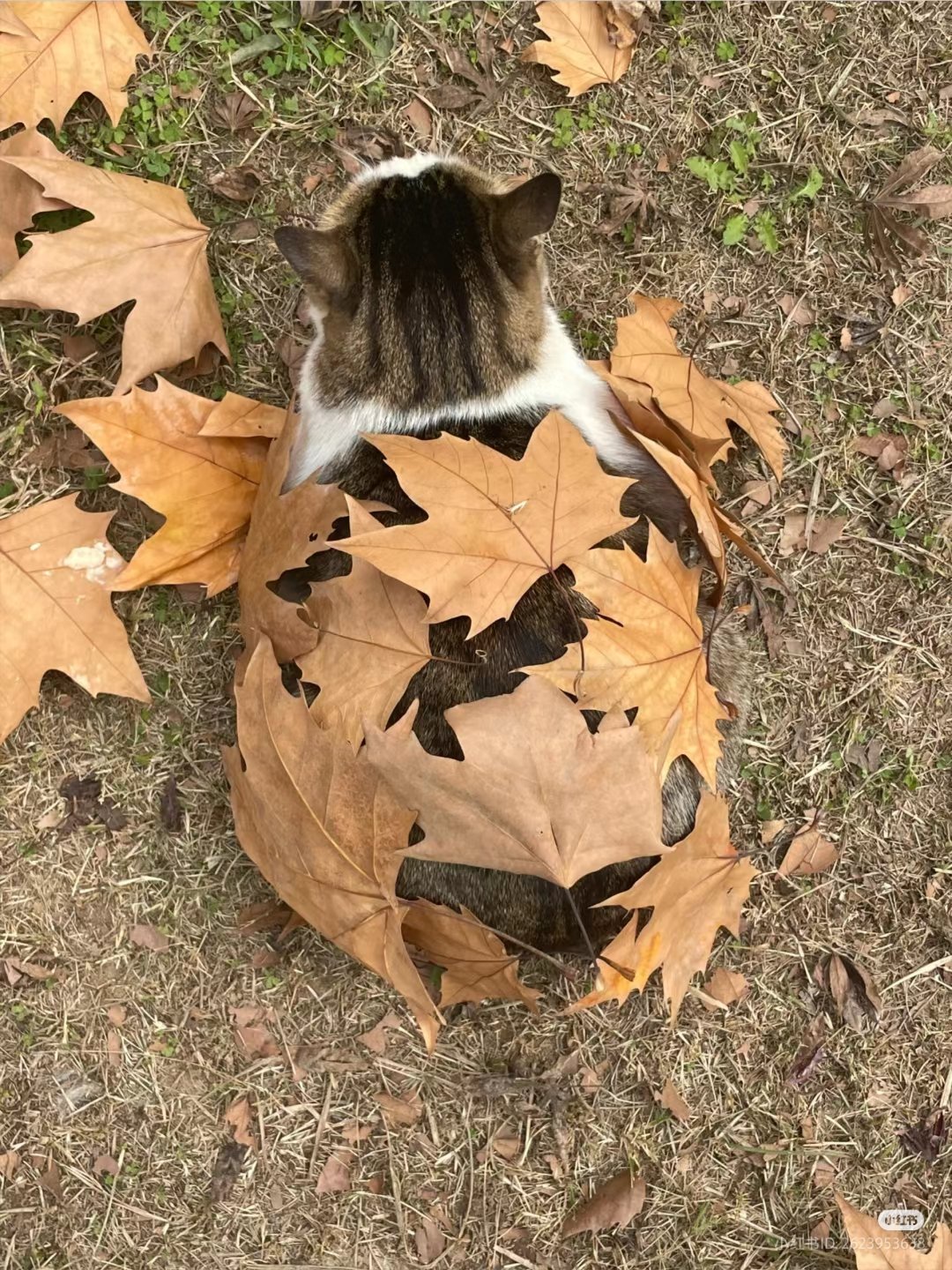 Mastering the art of camouflage
