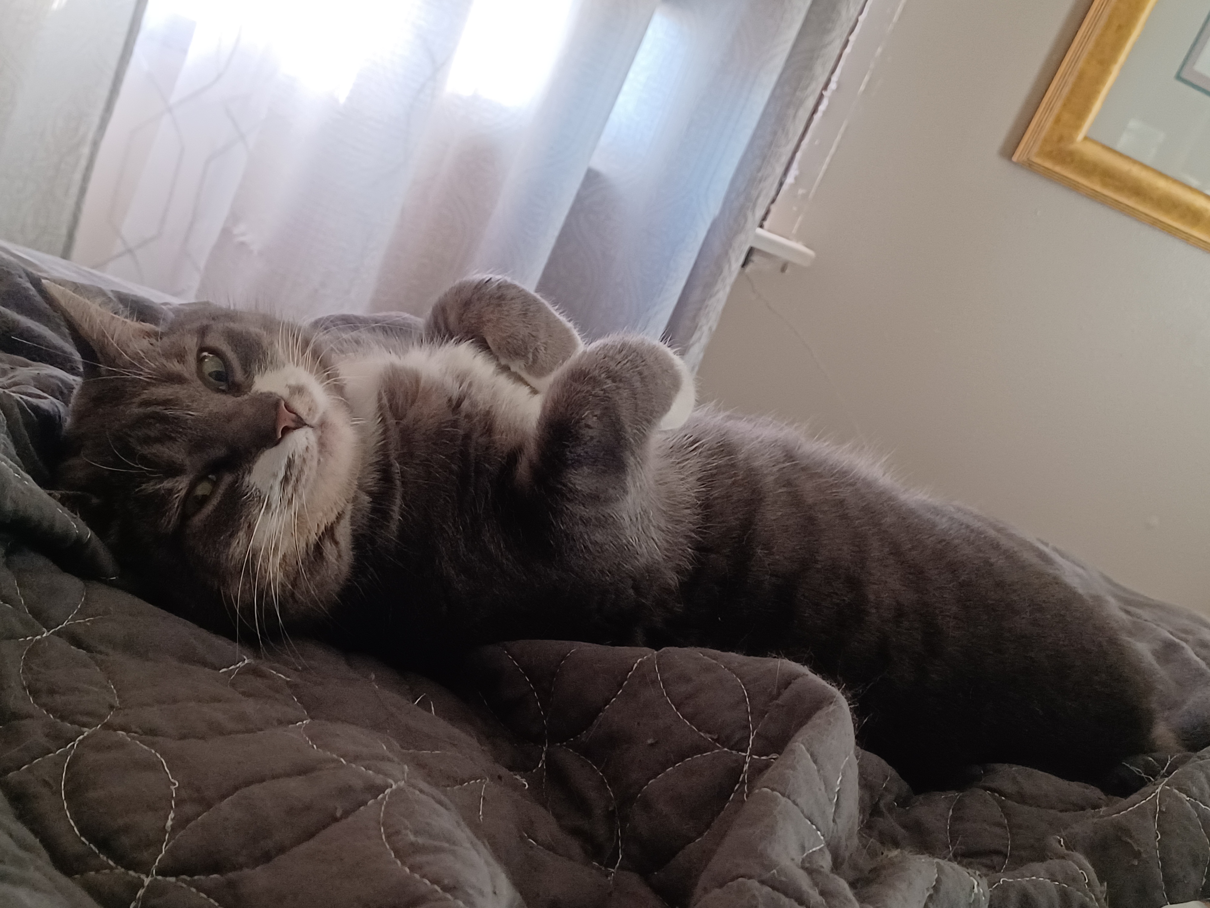 Chonk: Living Her Best Life and Loving Every Moment