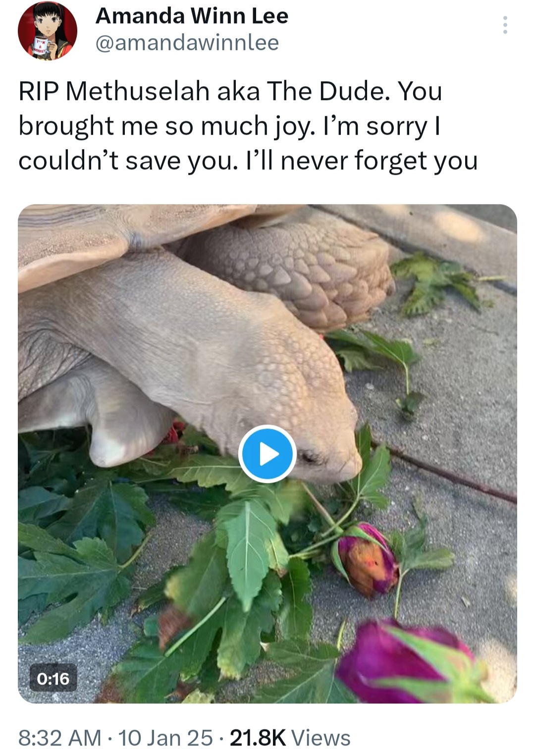 Wait, You Left Your Turtle to Perish in a Fire? Seriously?