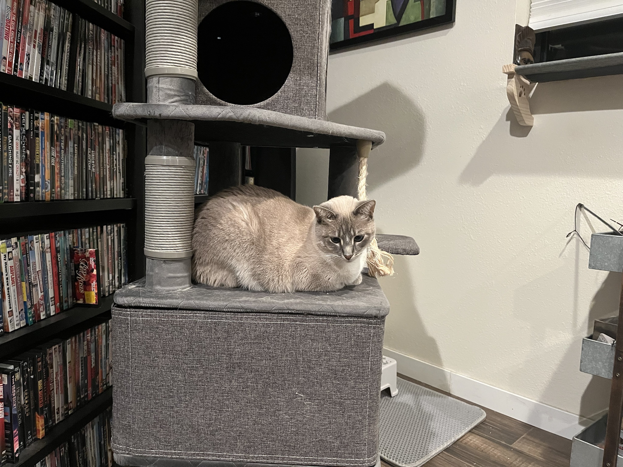 Daily Dose of My Cat Ivy: Day 294