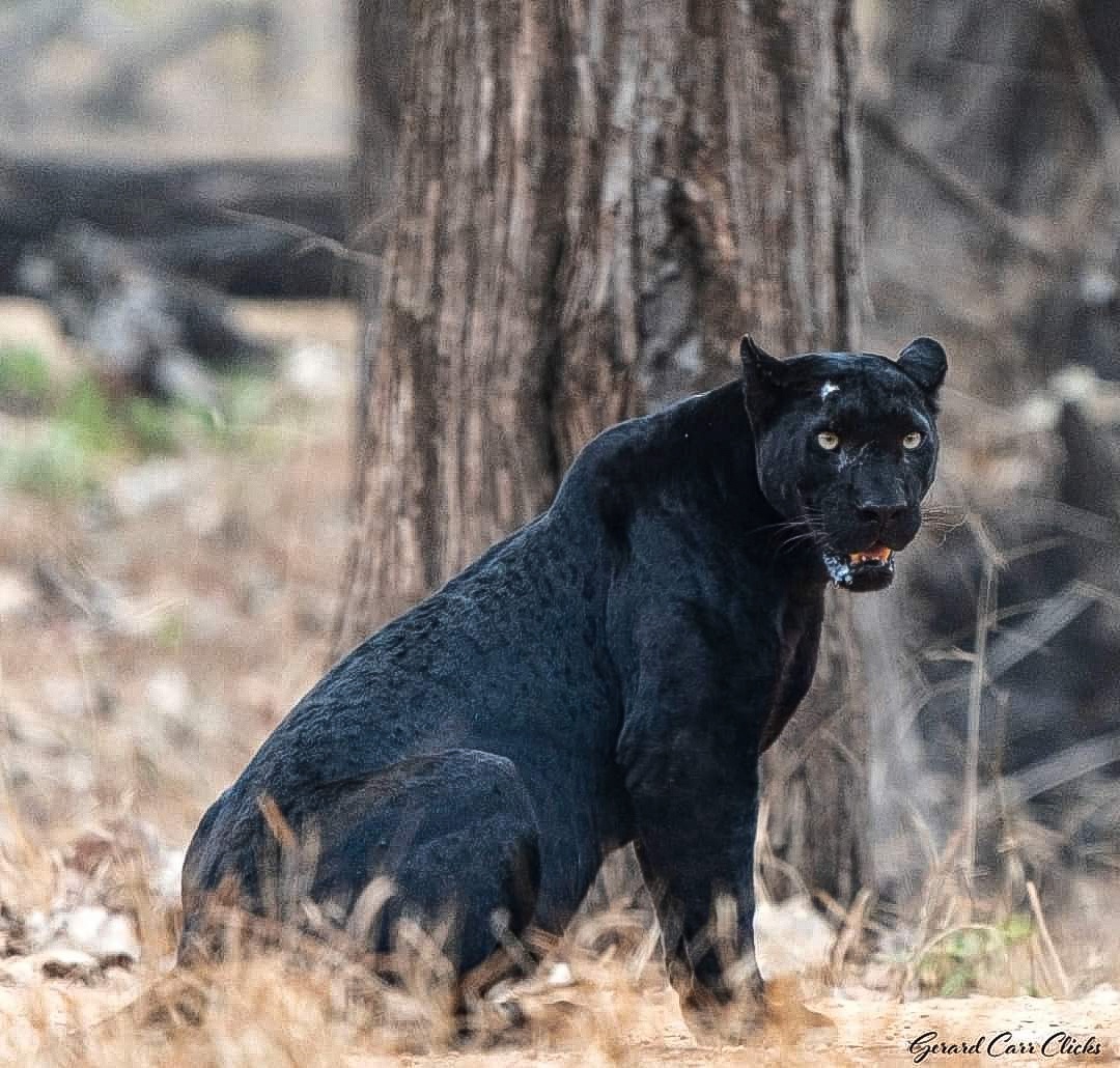 Meet the Rare Melanistic Leopard from India