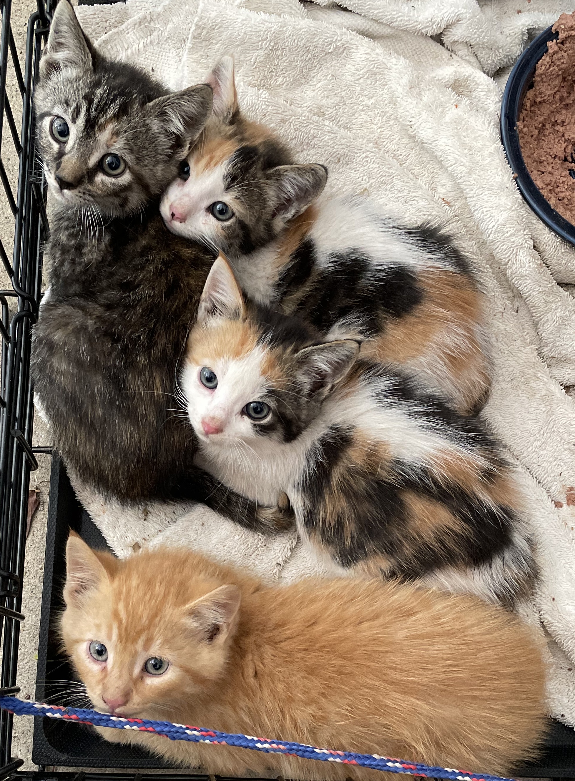 It's My Cake Day: Saving Kittens is My Birthday Wish!