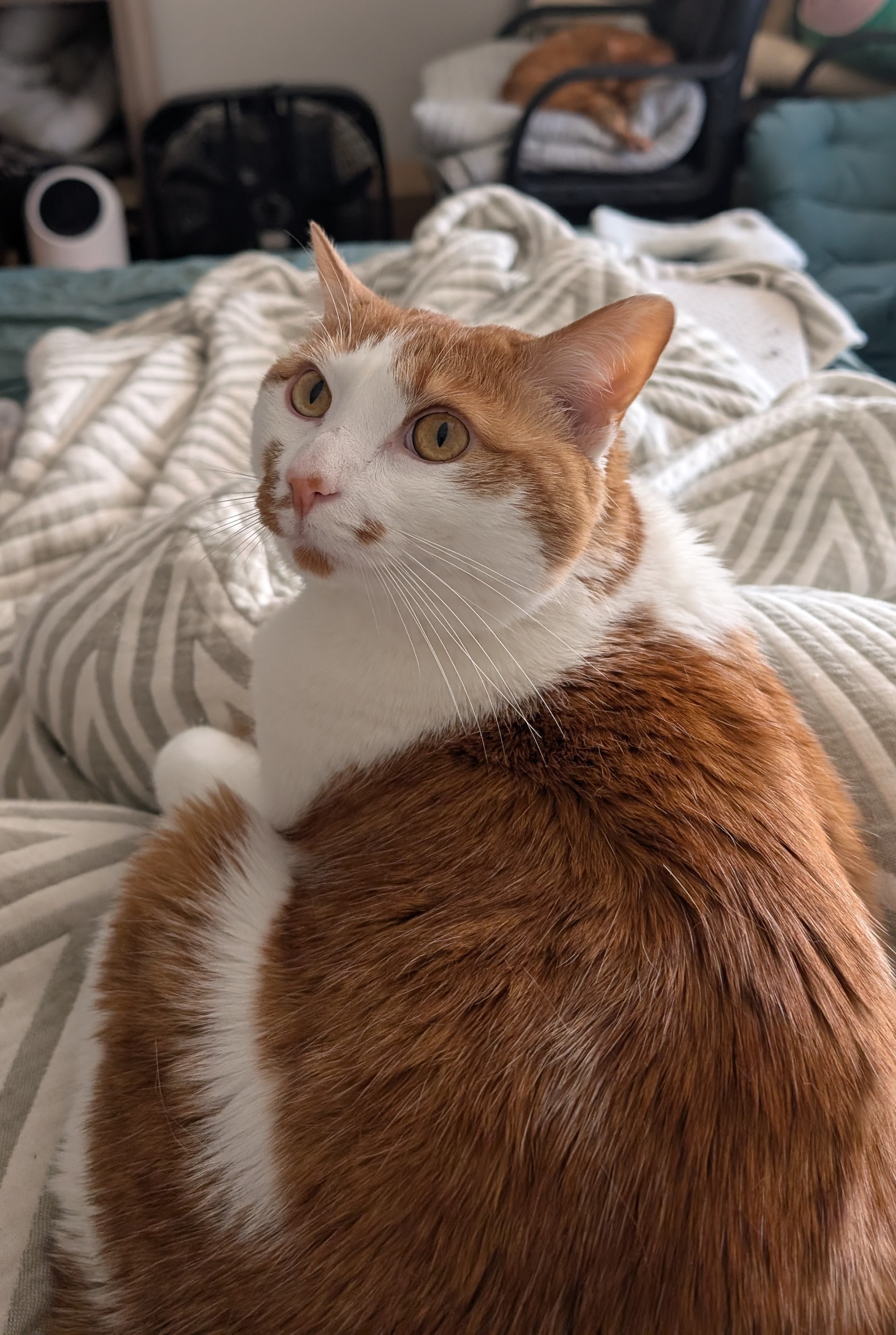 Frax's Morning Cuddle Confusion Without Me