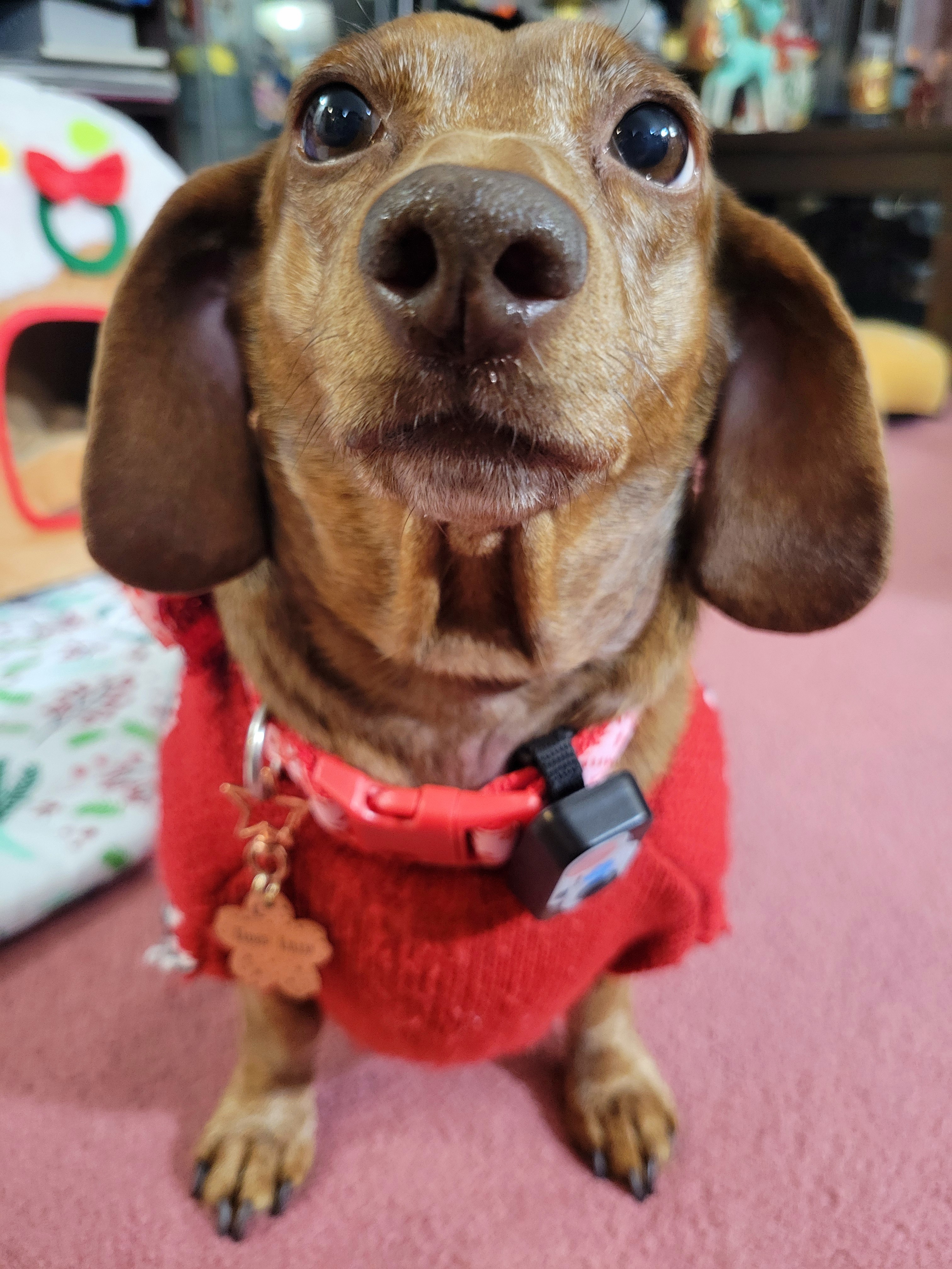 Meet My Pup Tiger Lilly: A Snapshot of Joy #719