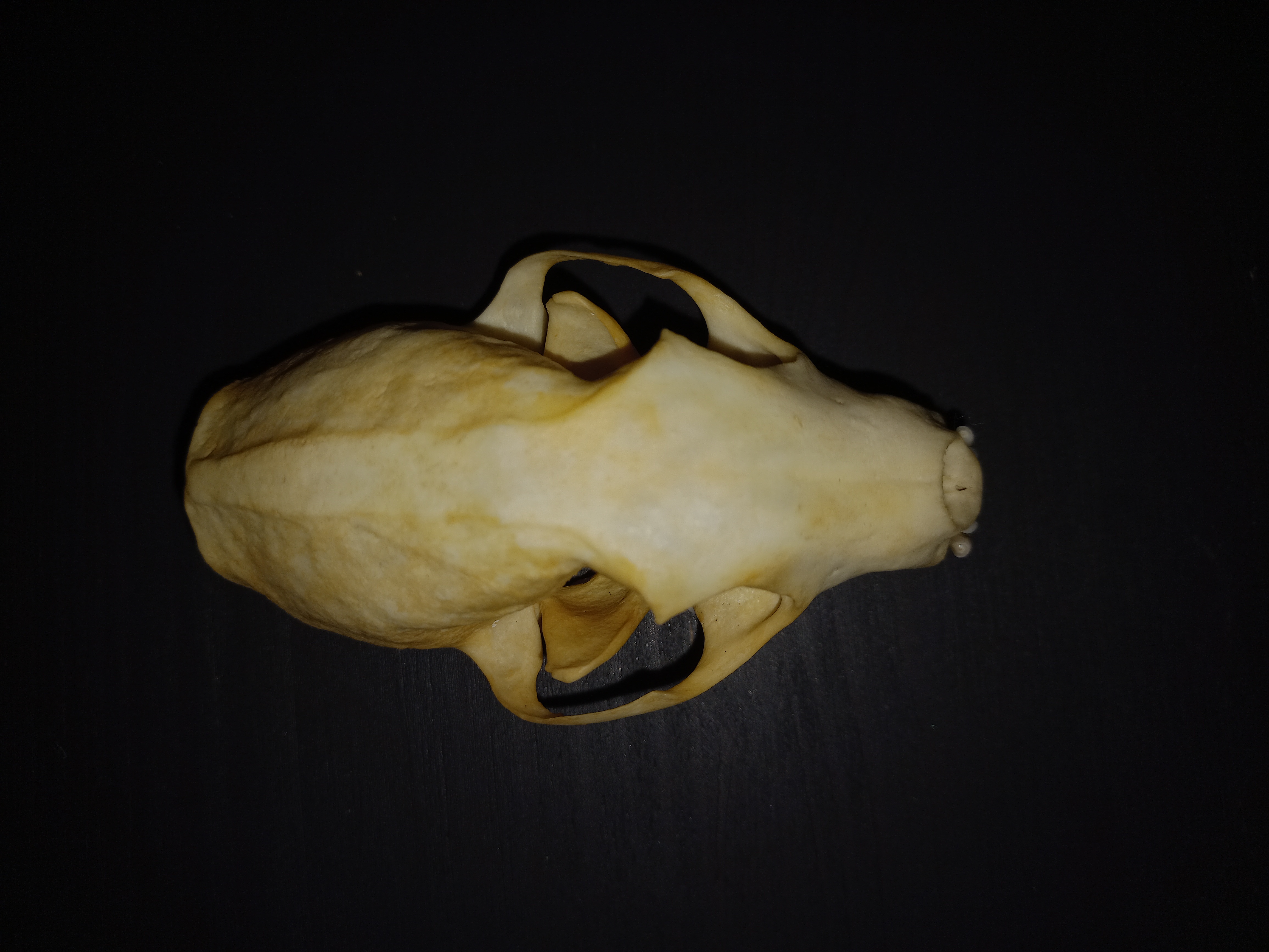 The Fascinating Skull of the European Stone Marten