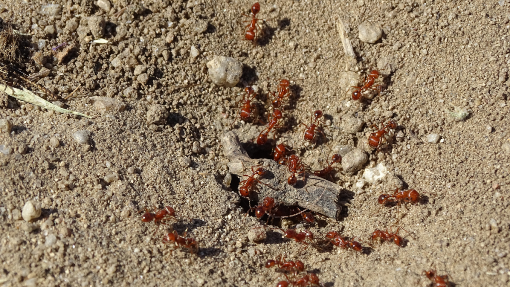 Not My Ant Farm, But These Red Ants Are Truly Infuriating!