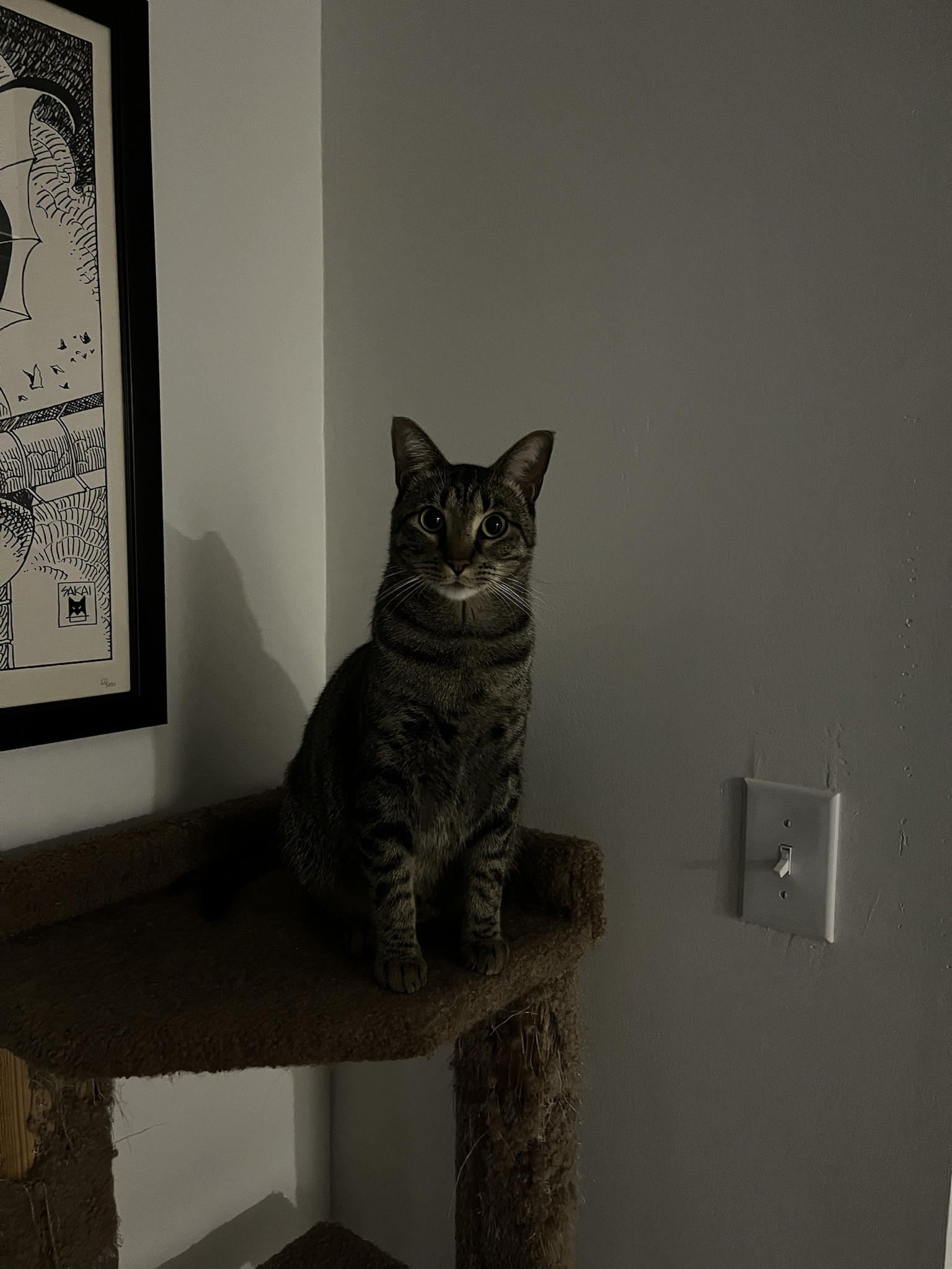 Meet Squirrel, the Cat with a Unique Name