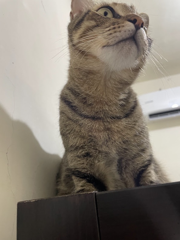 Adorable Cat Moments
