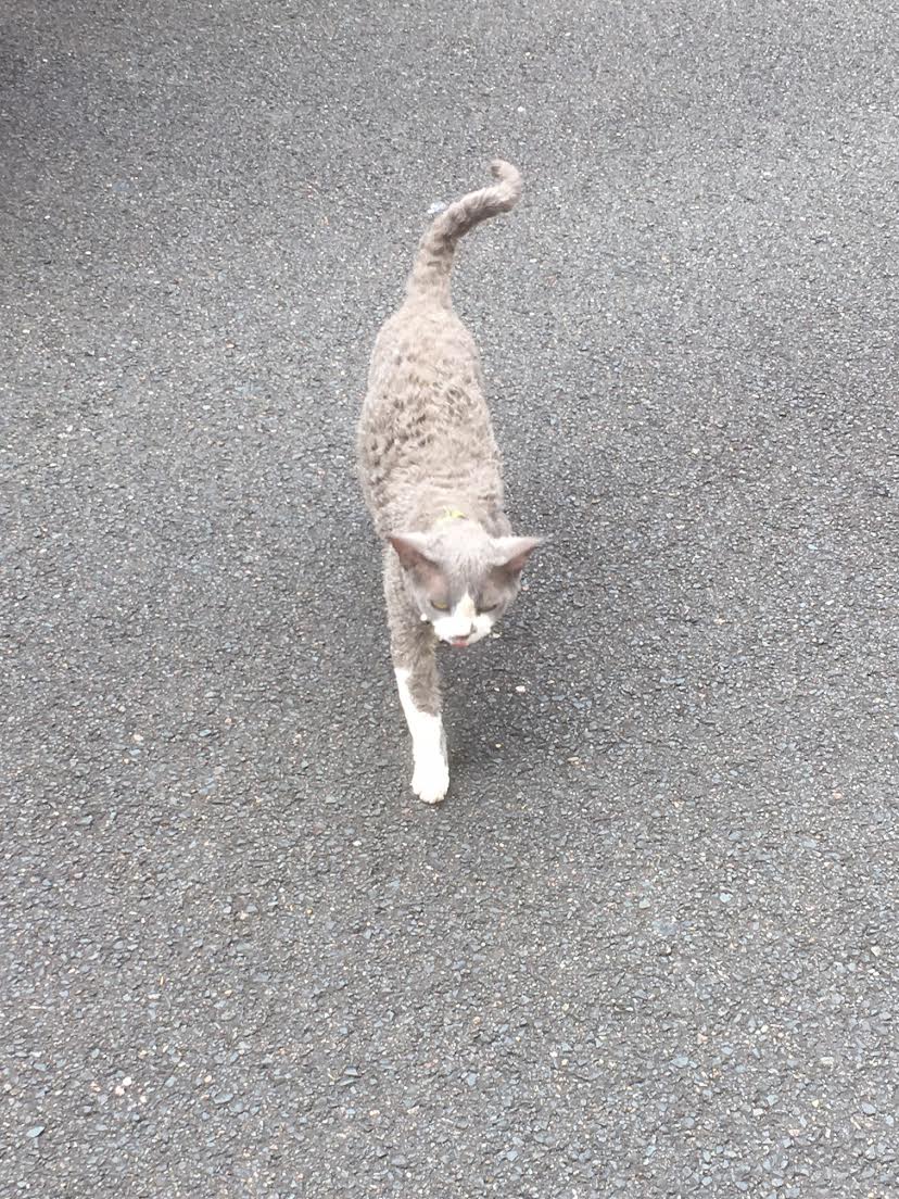 Just a Curious Cat Getting Up Close on the Street (2 Images)