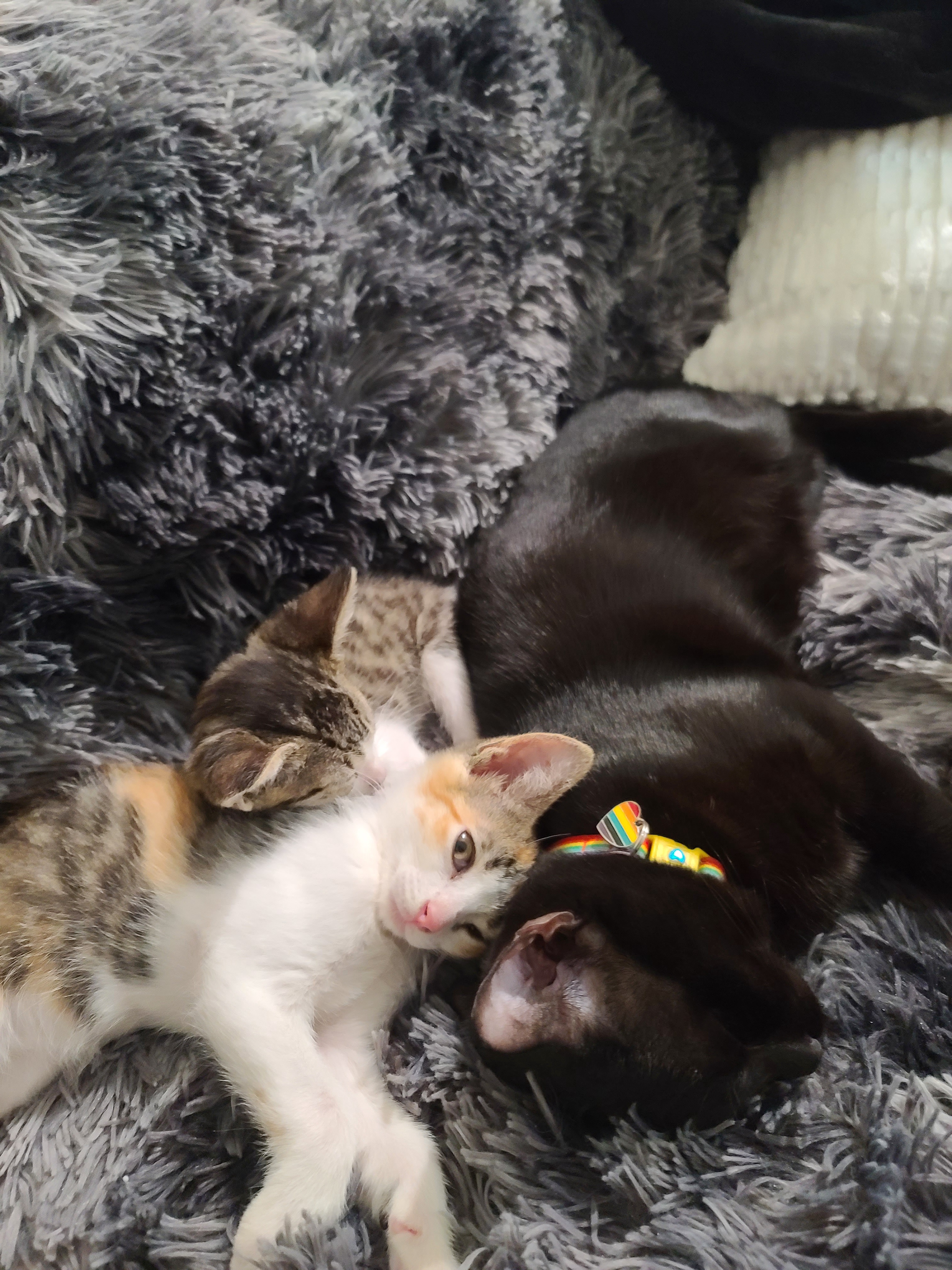 Fostering kittens with my little void baby, Cosmo. He's young but has a heart full of maternal instincts. So proud of him!
