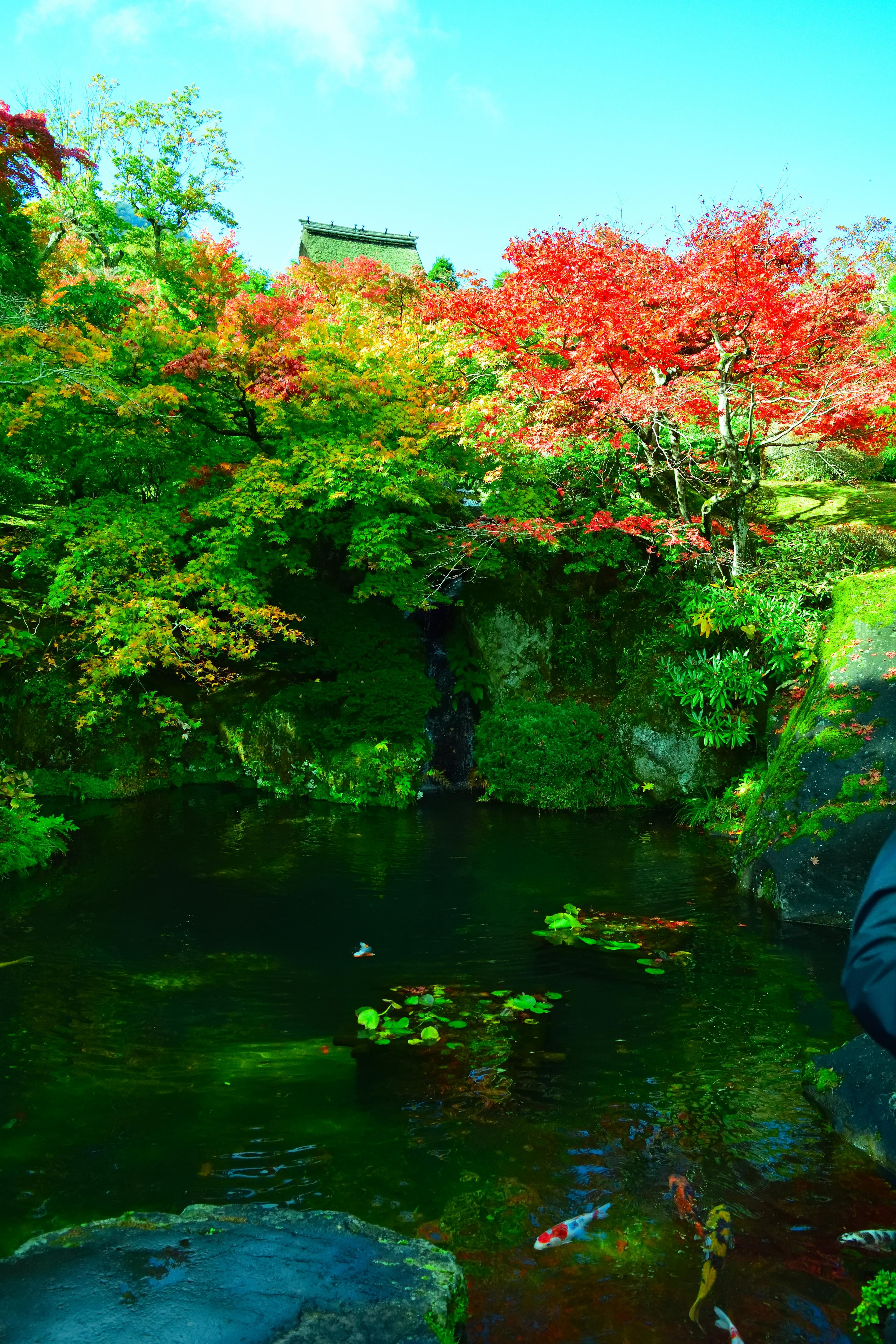 Autumn Splendor in Hakone