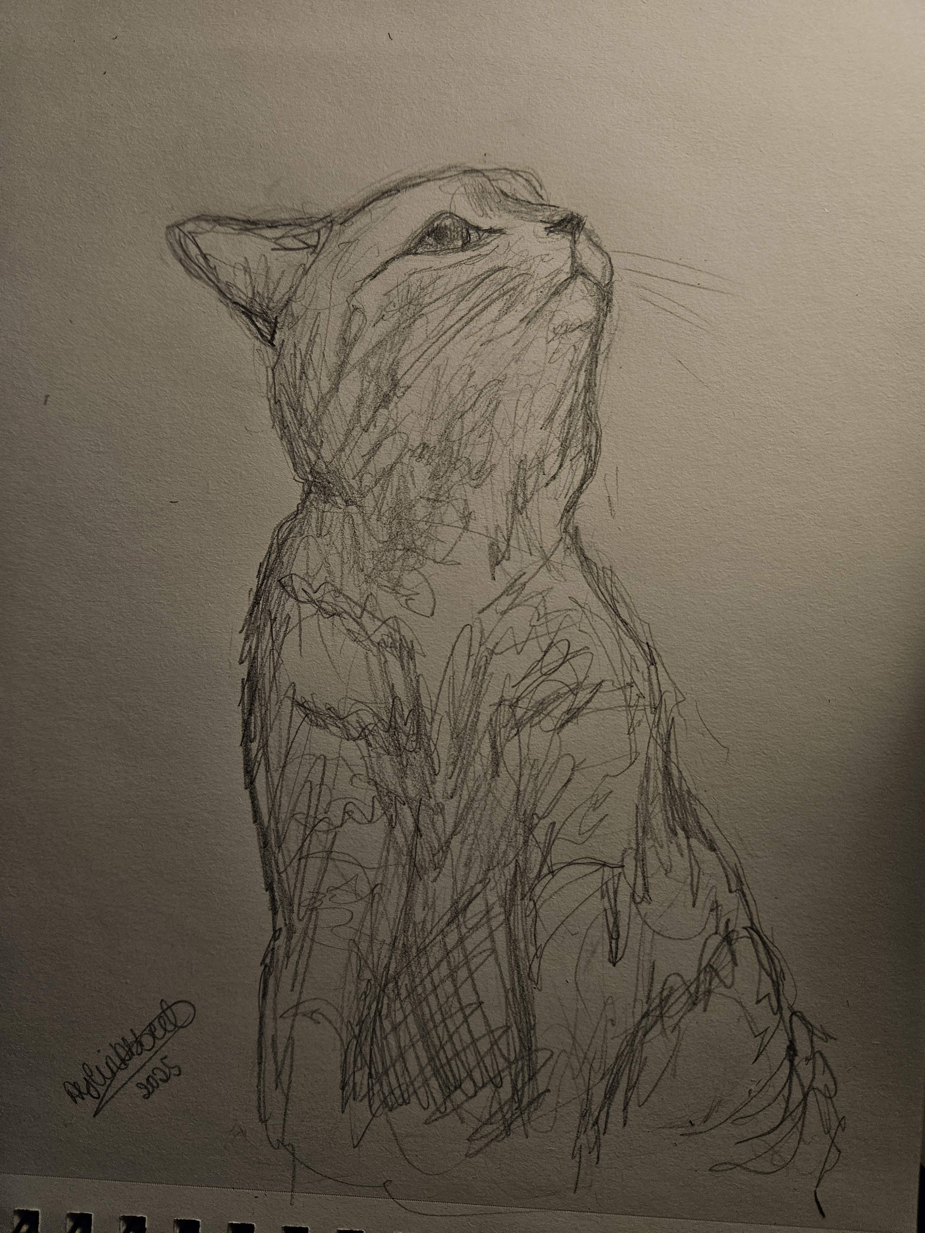 A Quick Sketch of My Adorable Cat