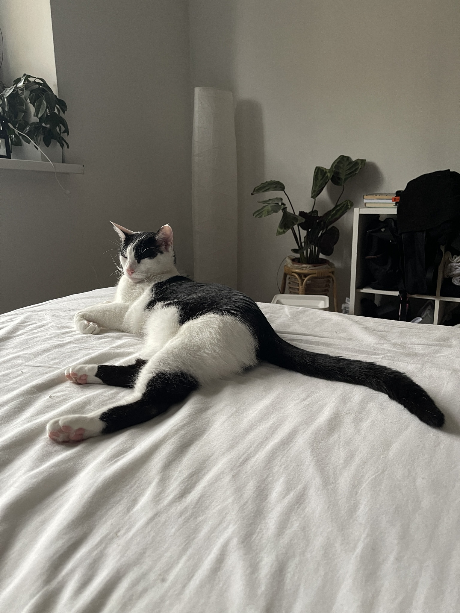 Little Pie has officially transformed into a kangaroo!
