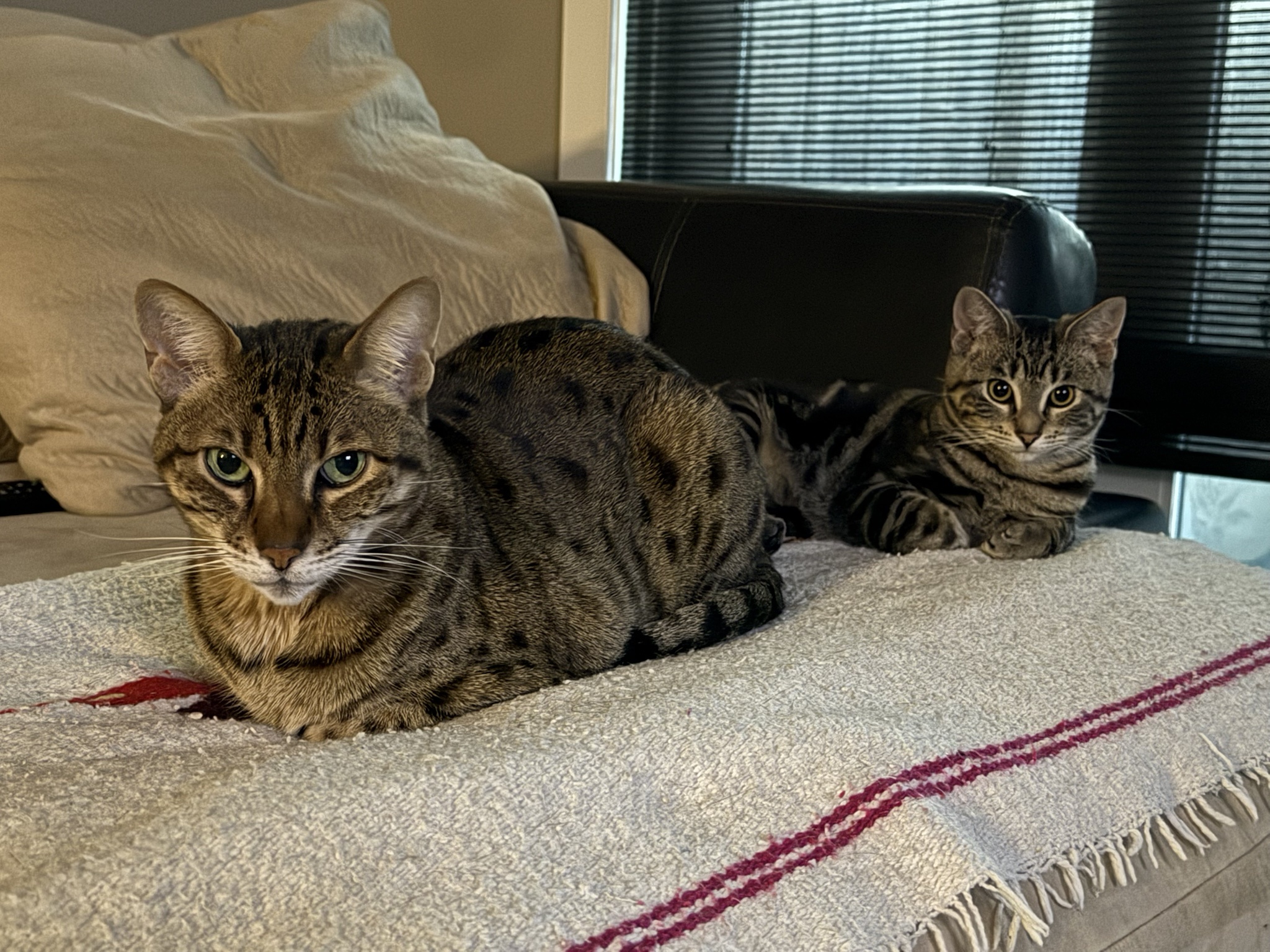 Here's some cat tax to celebrate my cake day!