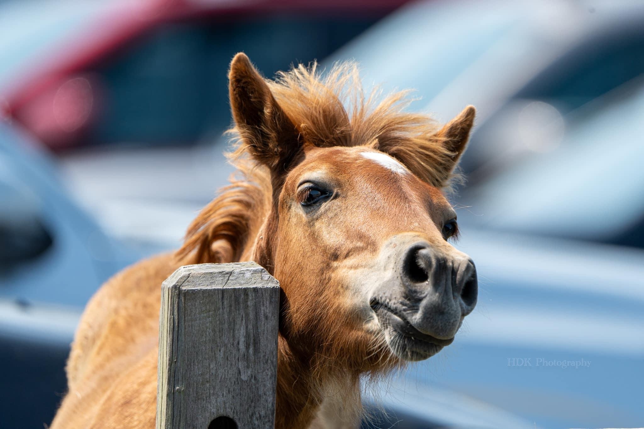 Adorable little filly in action