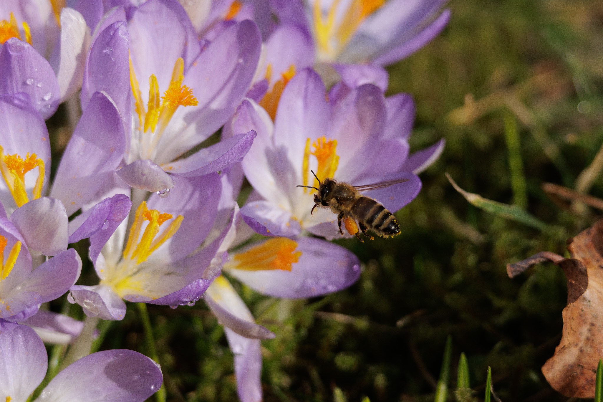 Nature Moment #93: The Adorable Tiny Bee Trunk