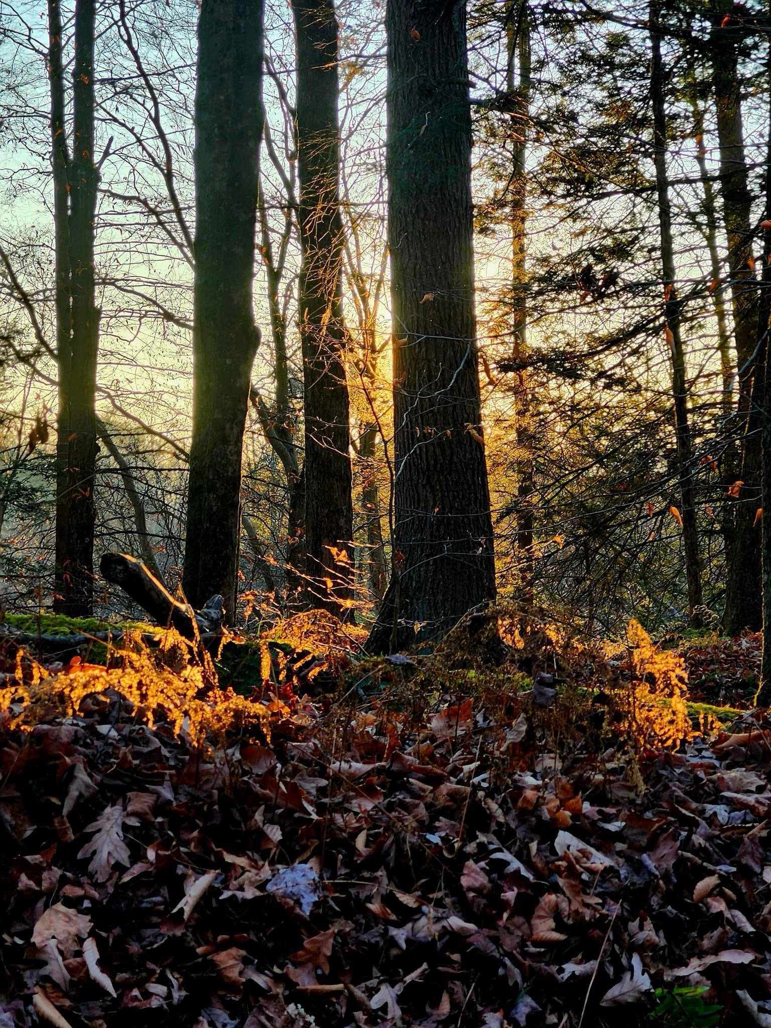 Exploring the Enchanting Forest