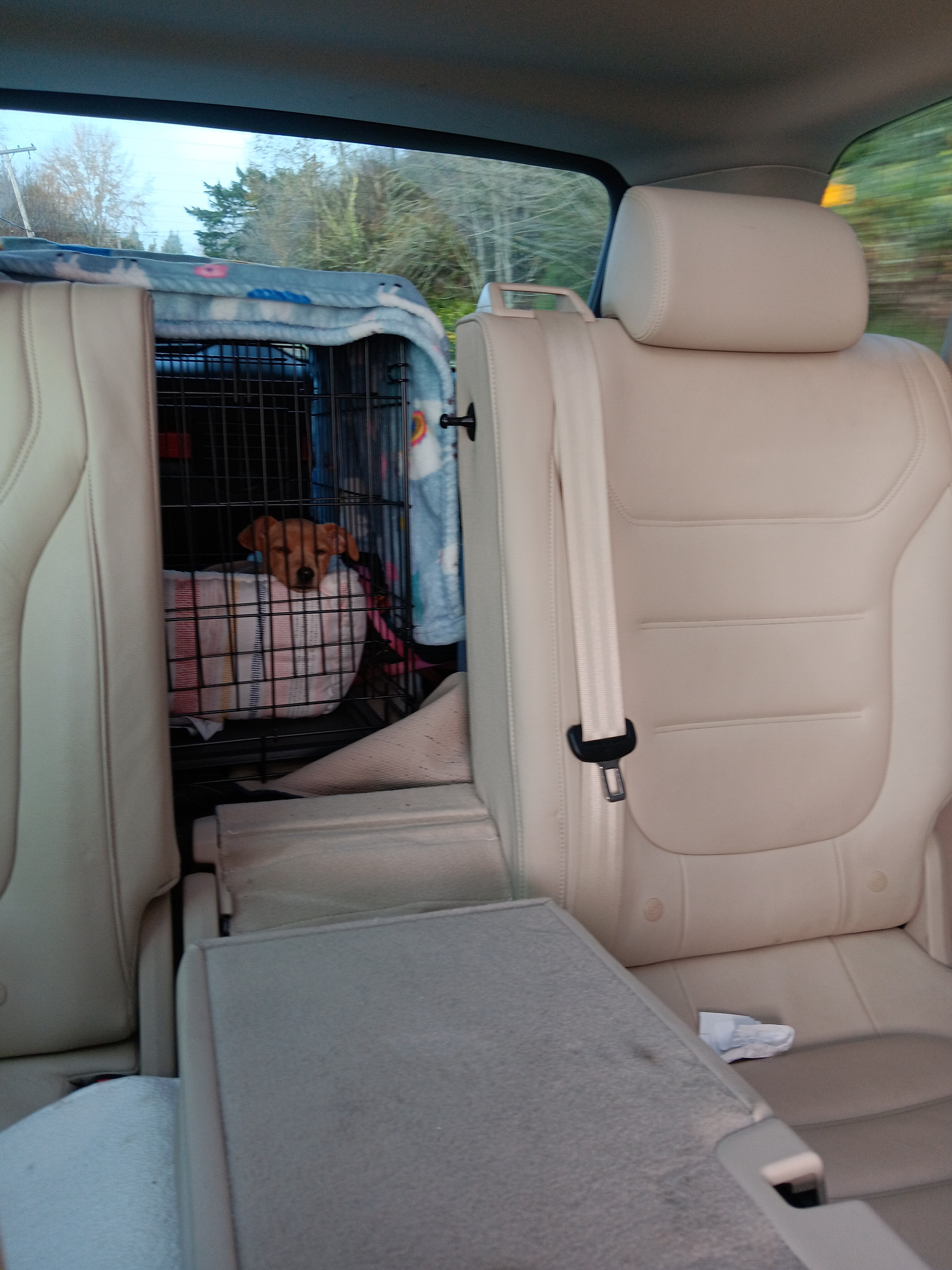 Just a cute little dog enjoying a ride in the car