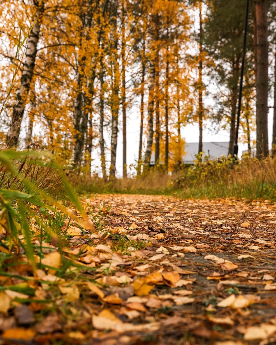 Stunning Autumn Trail: A Charming Walk Through Golden Foliage