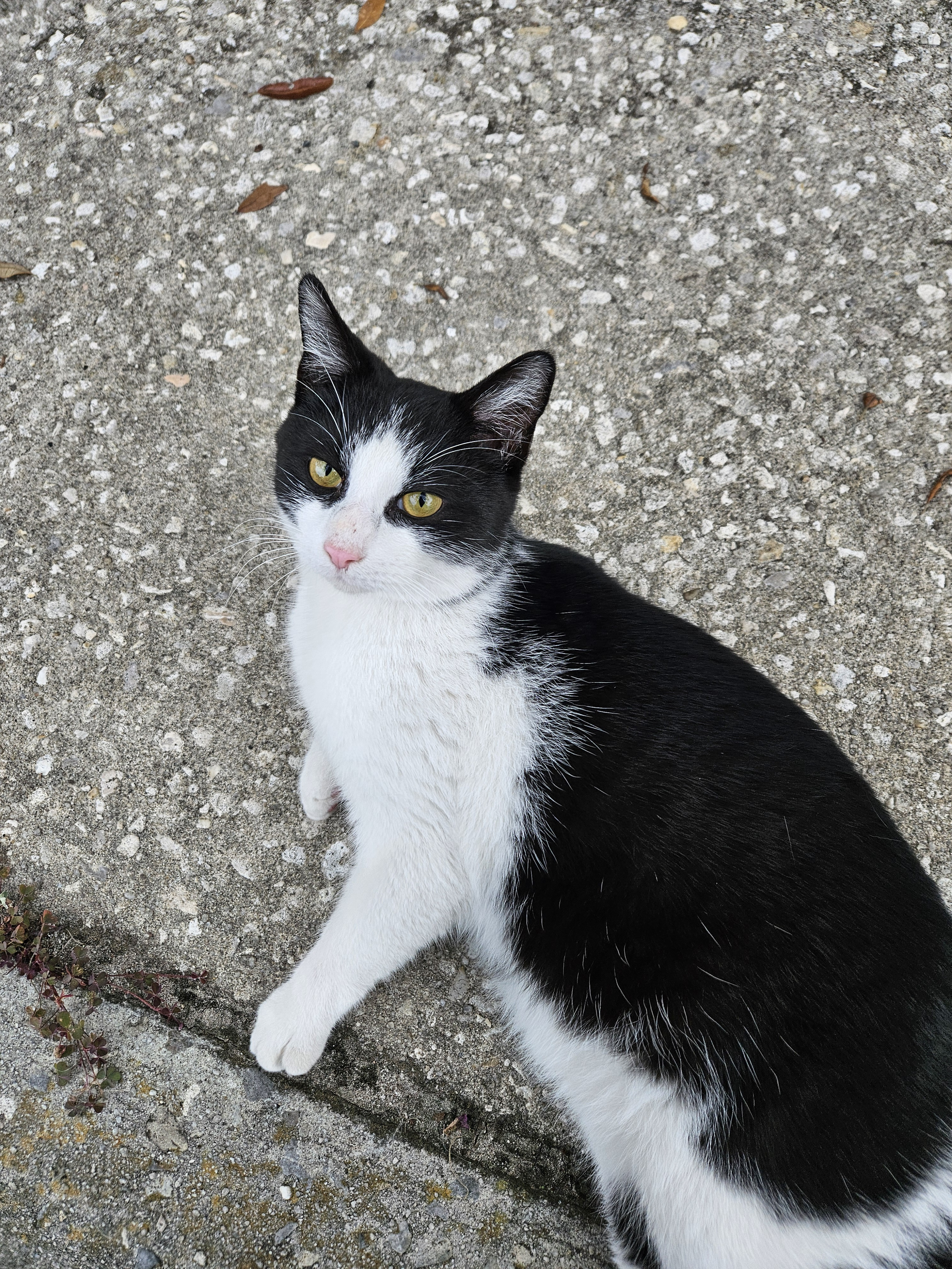 Met the most photogenic cat during my walk today!