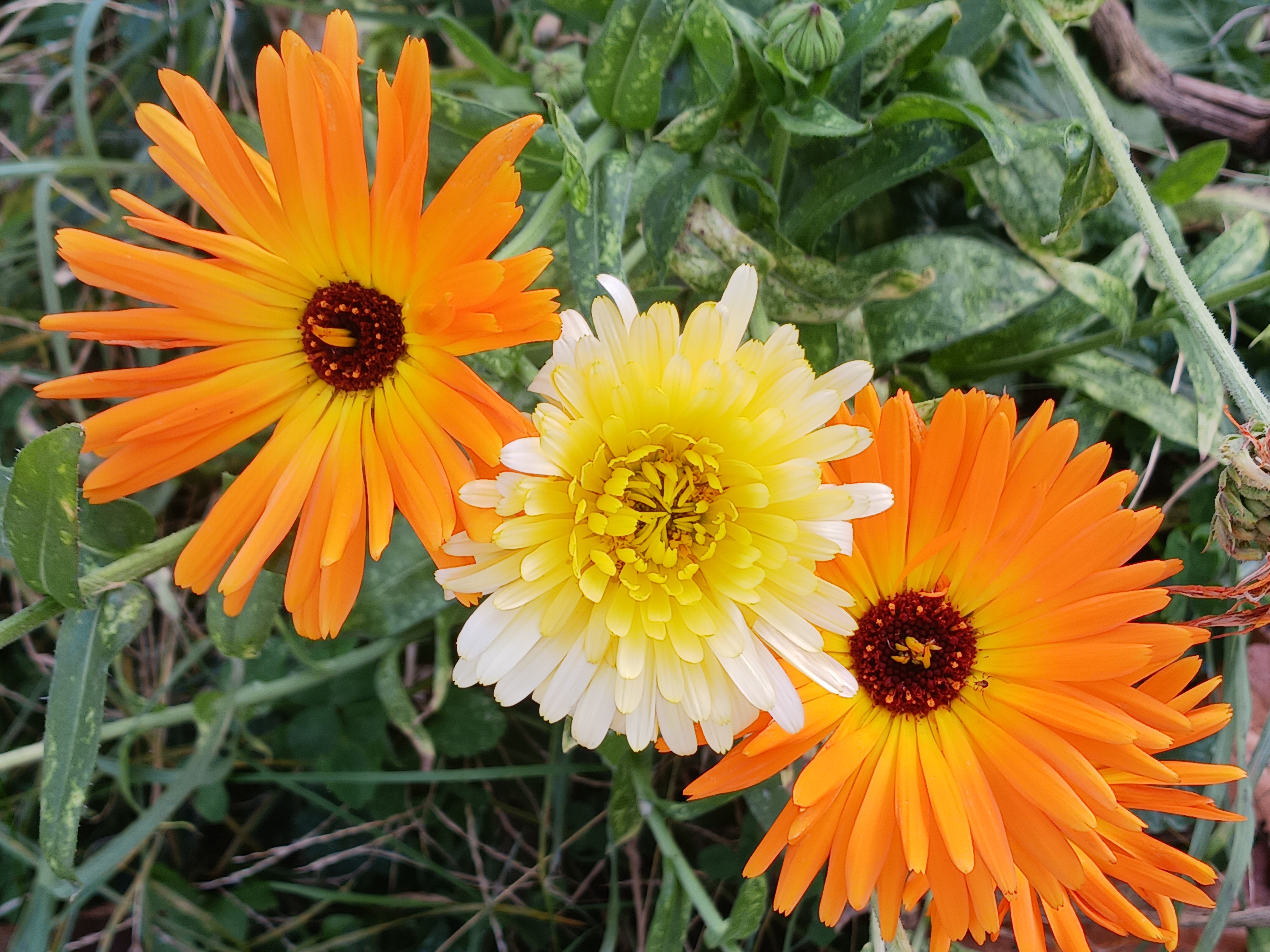 The Charming Trio of Flowers