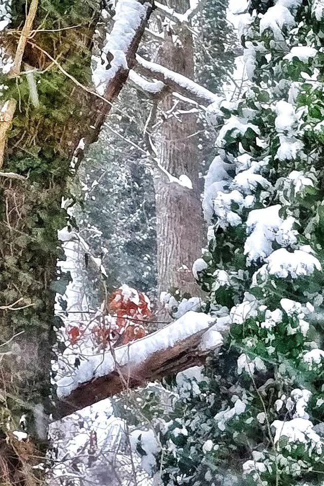 Enchanting Snow-Covered Trees in Winter's Embrace