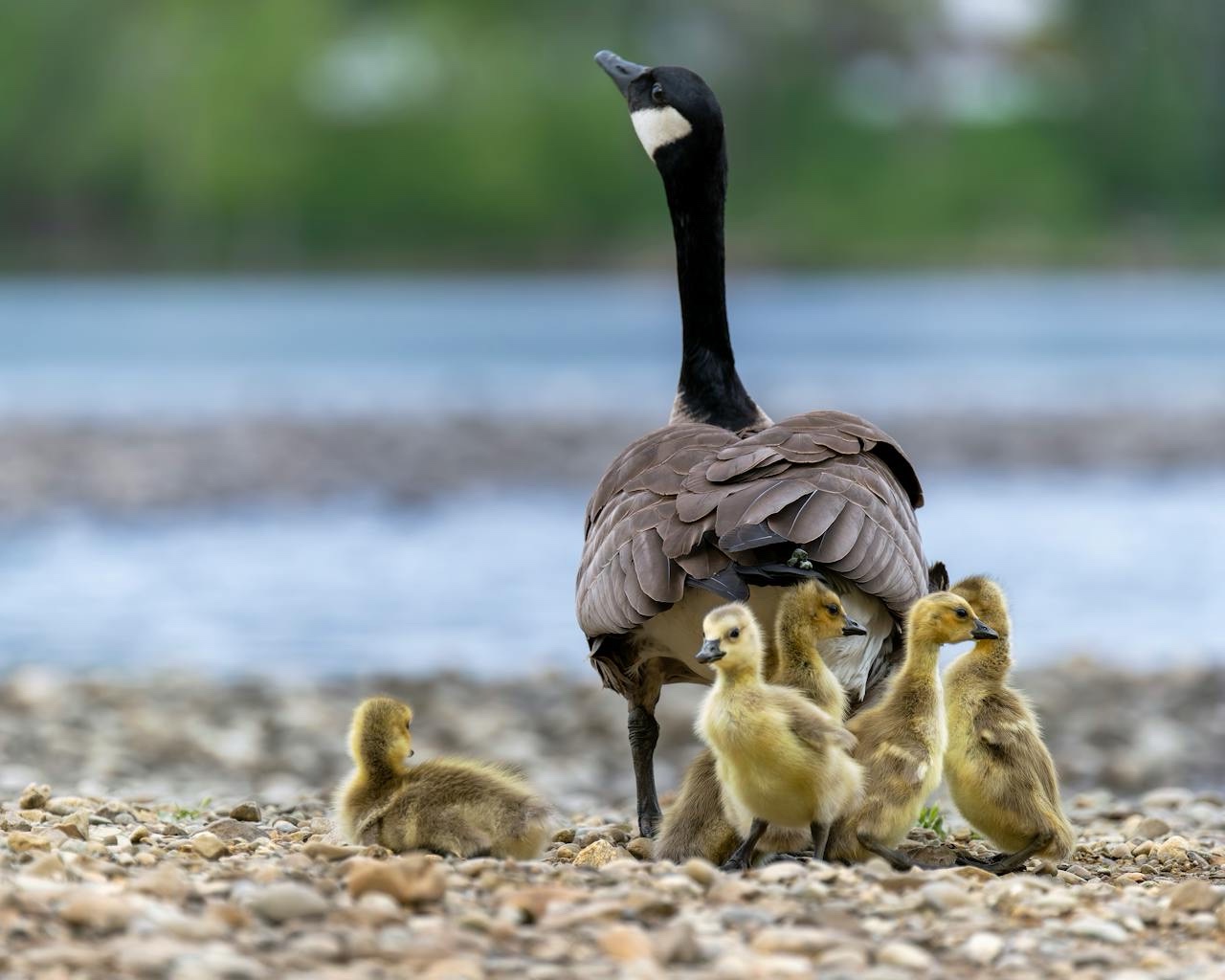 Adorable Goslings Taking Over the Scene