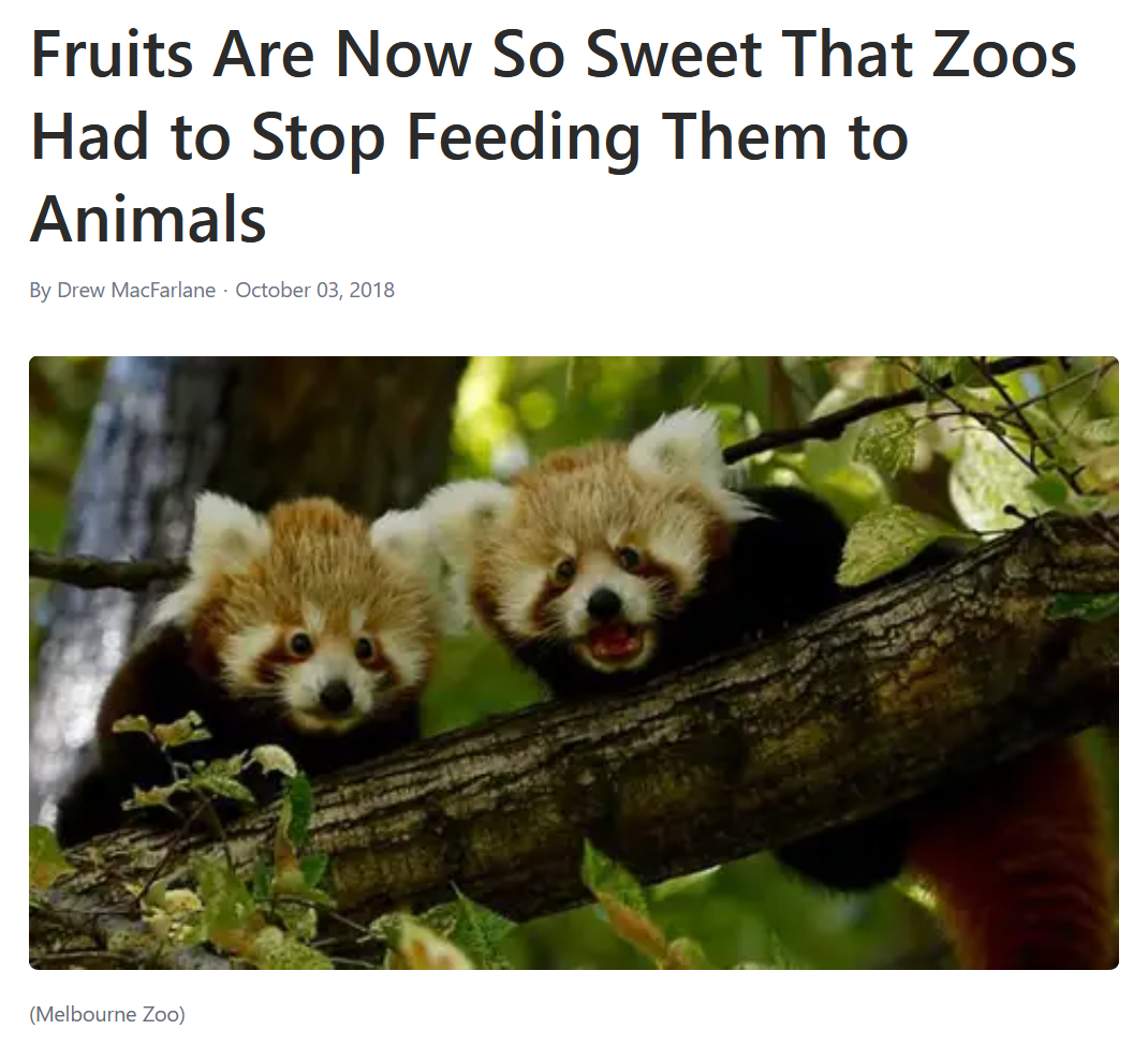 Breaking news! Prepare to be amazed by this shocked Red Panda!
