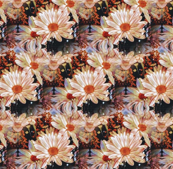 A Beautiful Bouquet of Daisies to Brighten Your Day