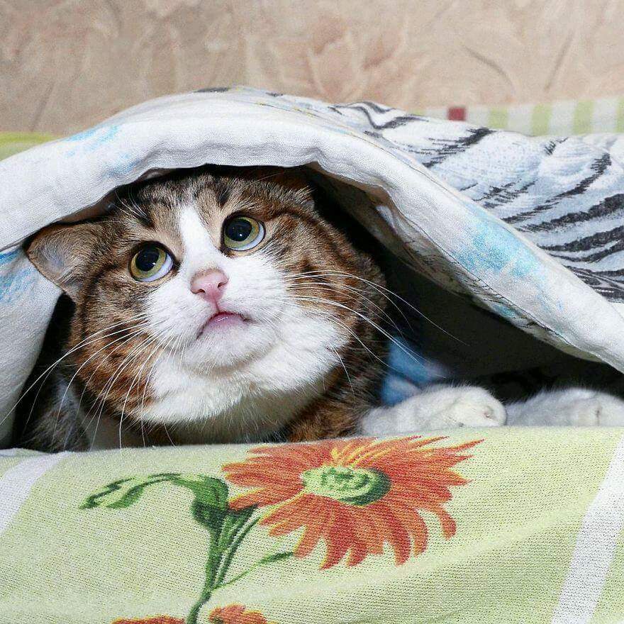 Curiously Catty: A Feline Adventure