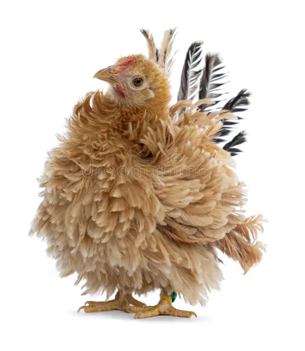 Adorable Japanese Bantam Chicken