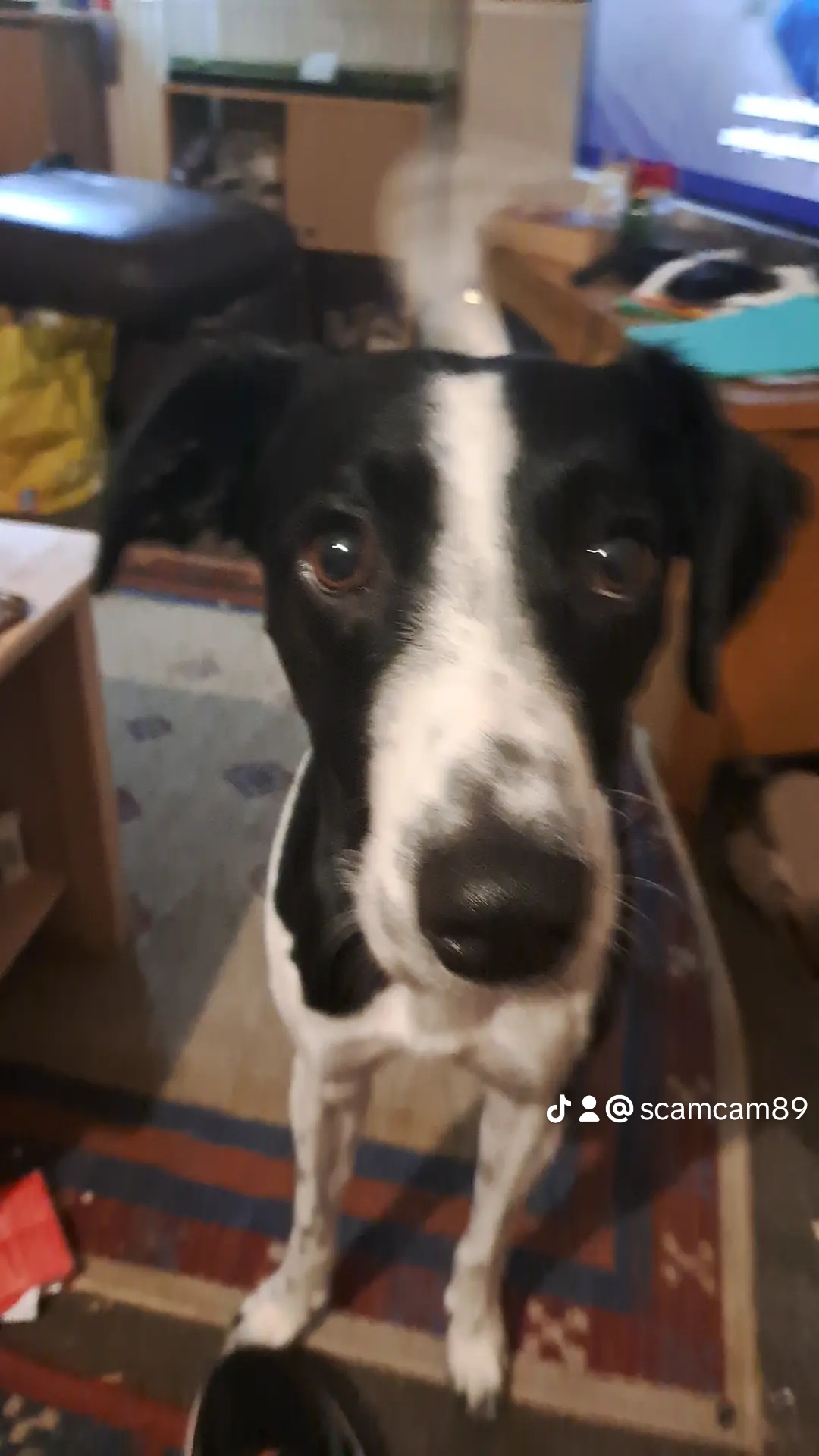 Meet Chipper Jr: The Joyful Companion